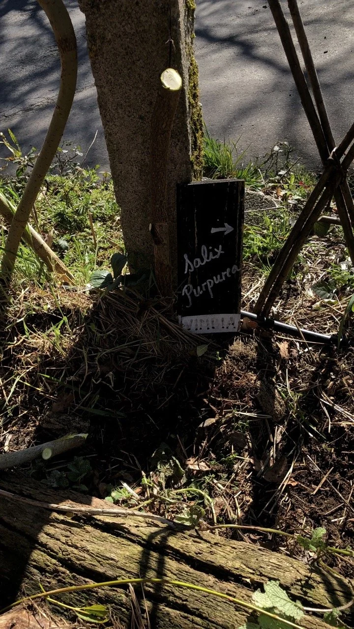 IMG_2111 2 en tamaño grande.jpeg