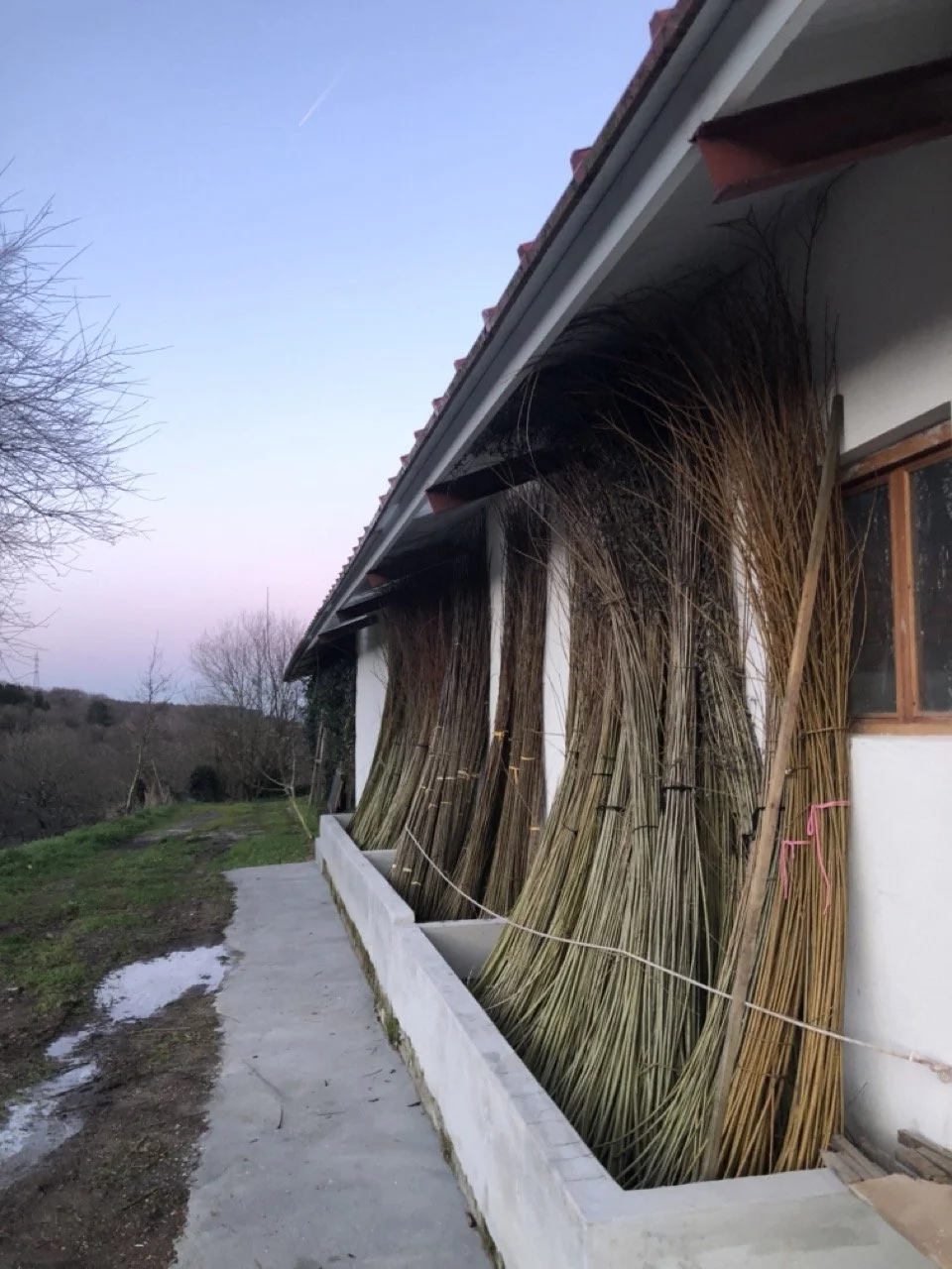 IMG_1955 2 en tamaño grande.jpeg