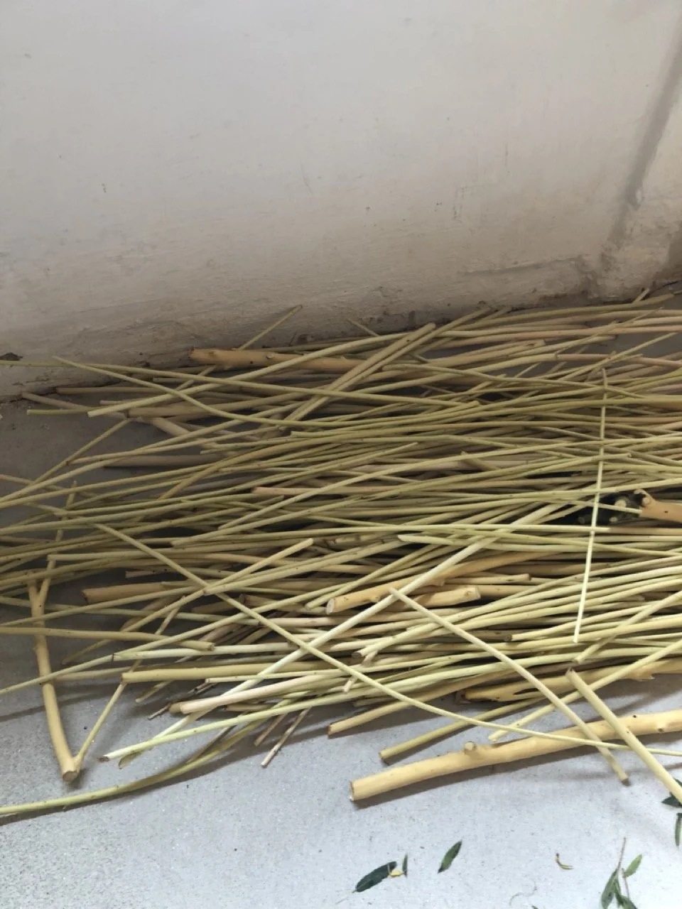 IMG_6611 en tamaño grande.jpeg