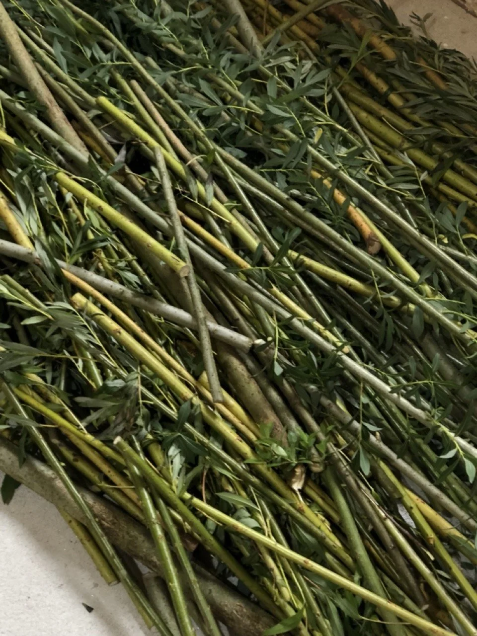 IMG_6570 en tamaño grande.jpeg