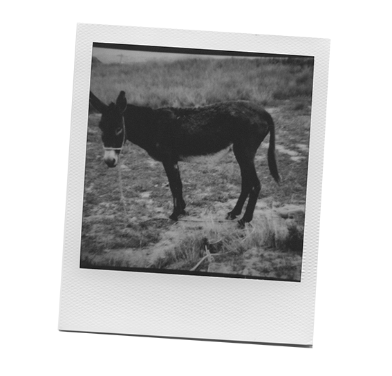 burroprueba.png