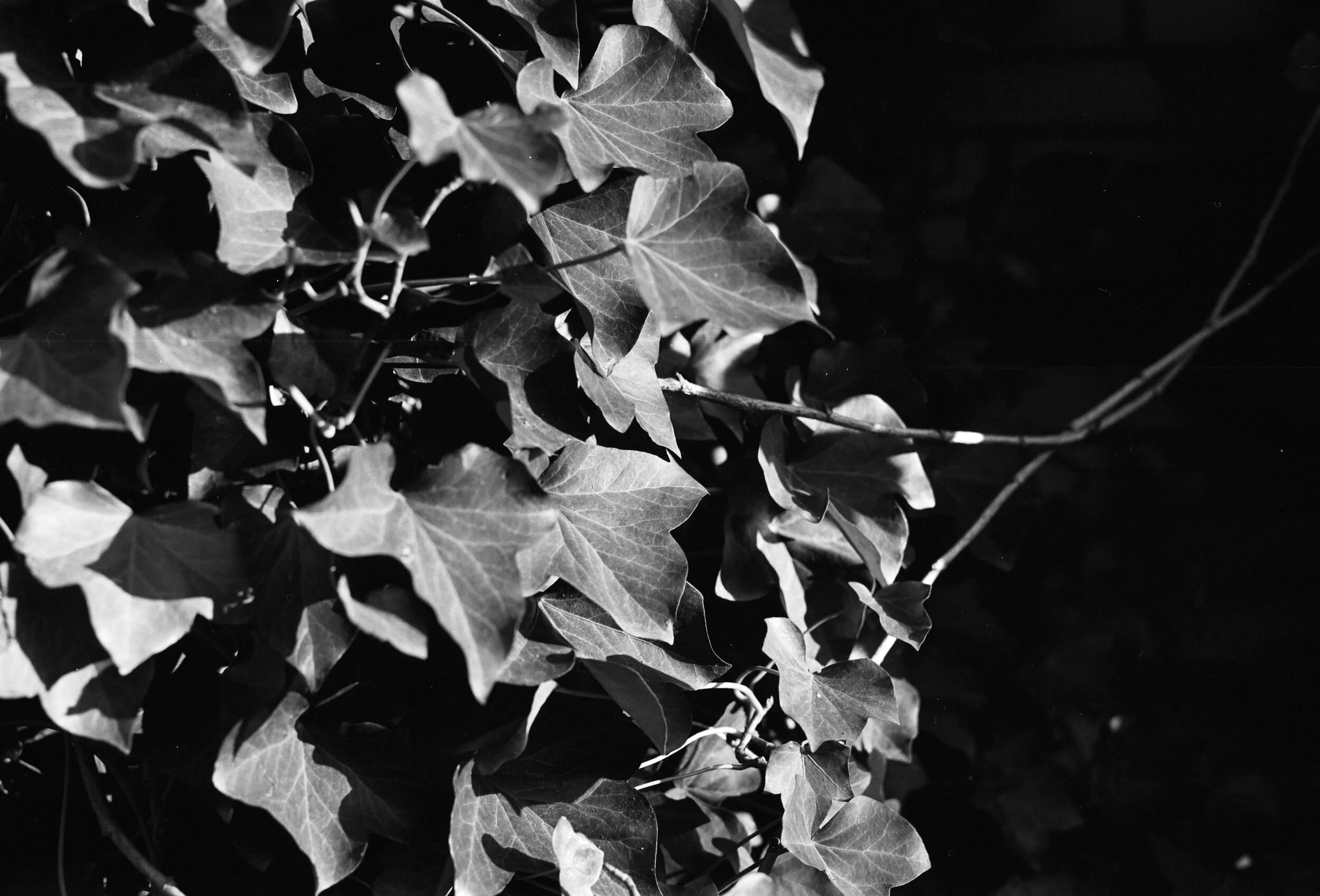 120-20-034_KODAK TRI-X 400_006.jpg