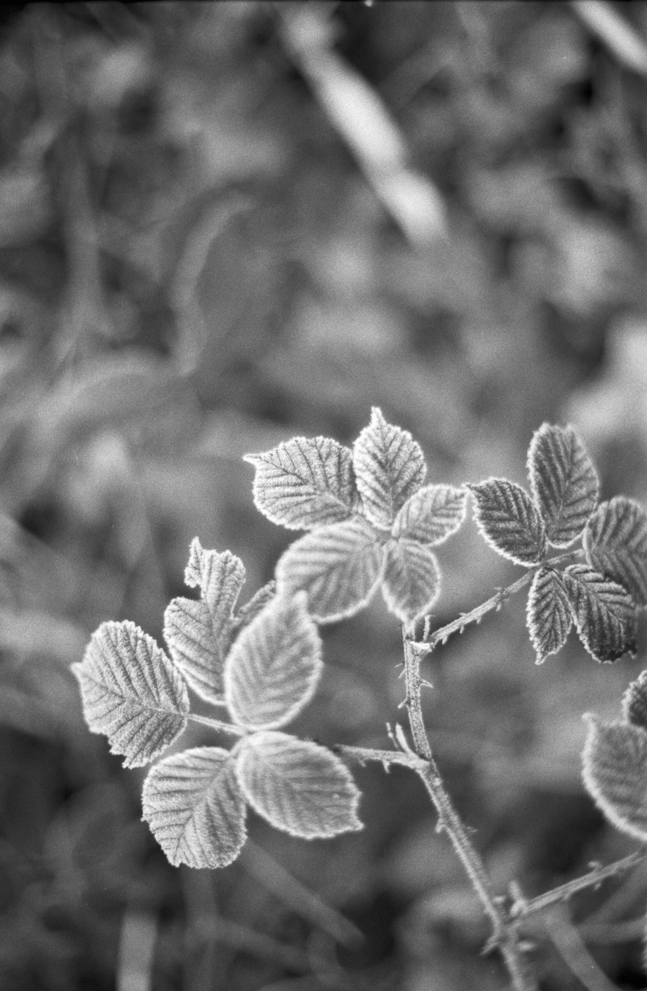 135-20-002_AGFA APX 100_001.jpg