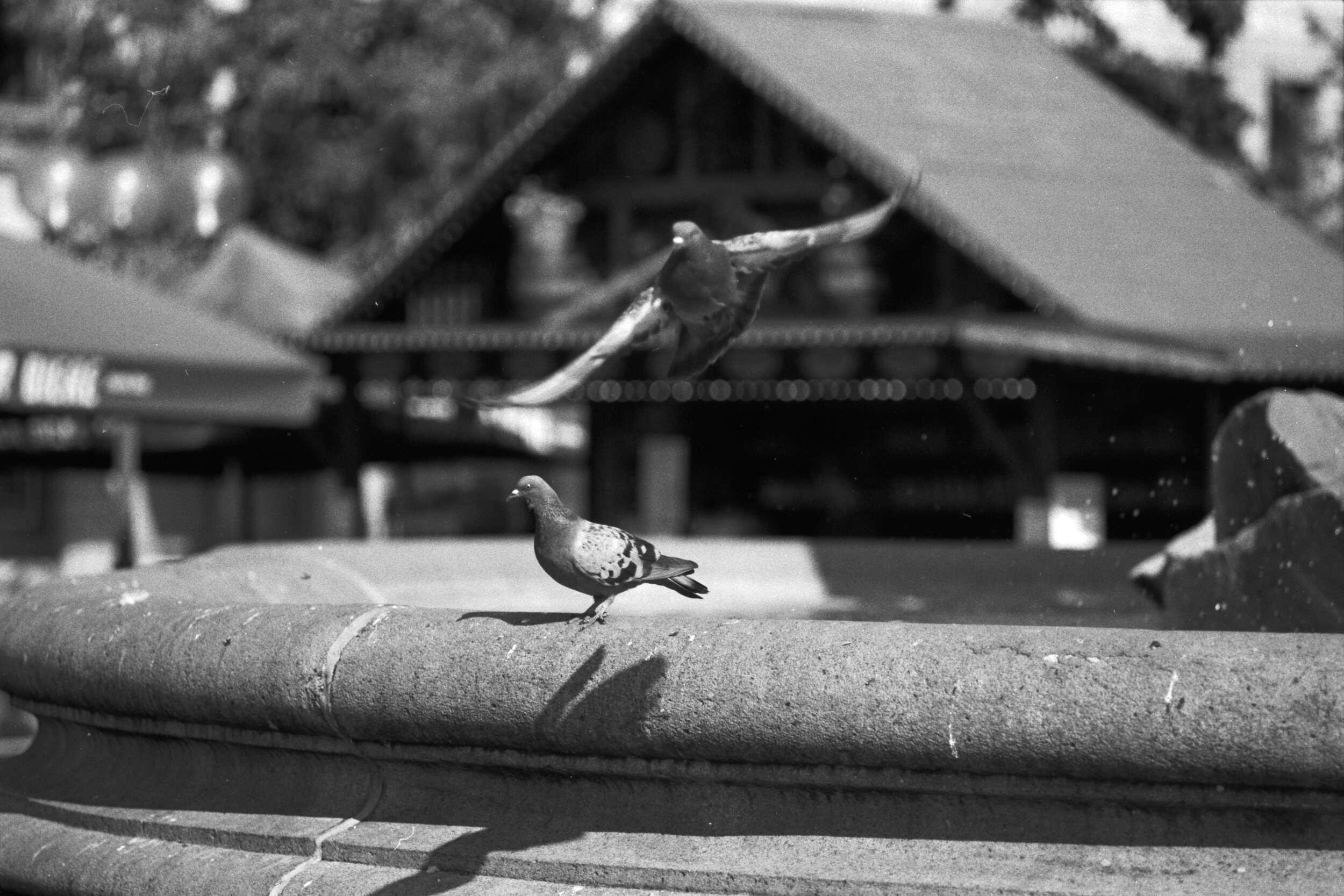 135-20-072_AGFA APX 100_020.jpg