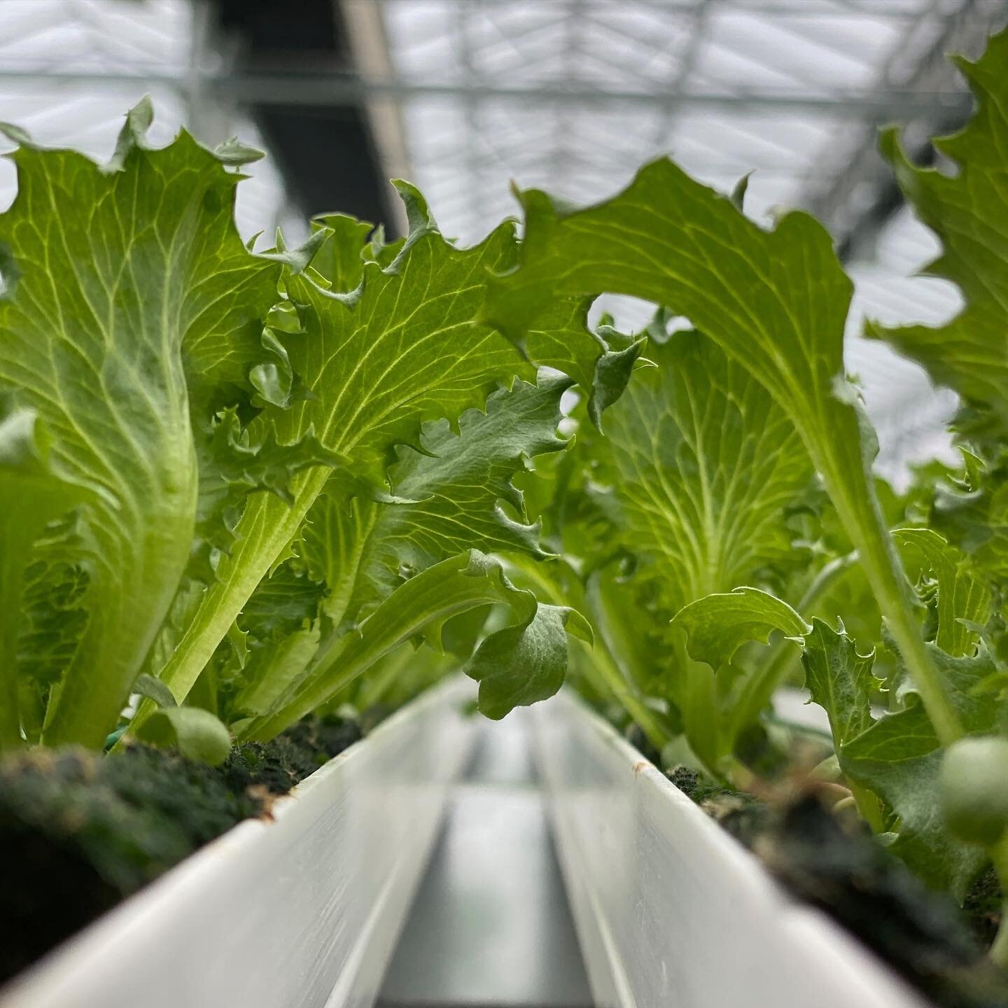 Close-up shot of our leafy greens! Our greens are cut and packaged immediately when they have completed their growth cycle, then shipped to stores within 24 hours. Come purchase time, our product is as fresh as possible! 🥬 

#handsfreecultivation #o