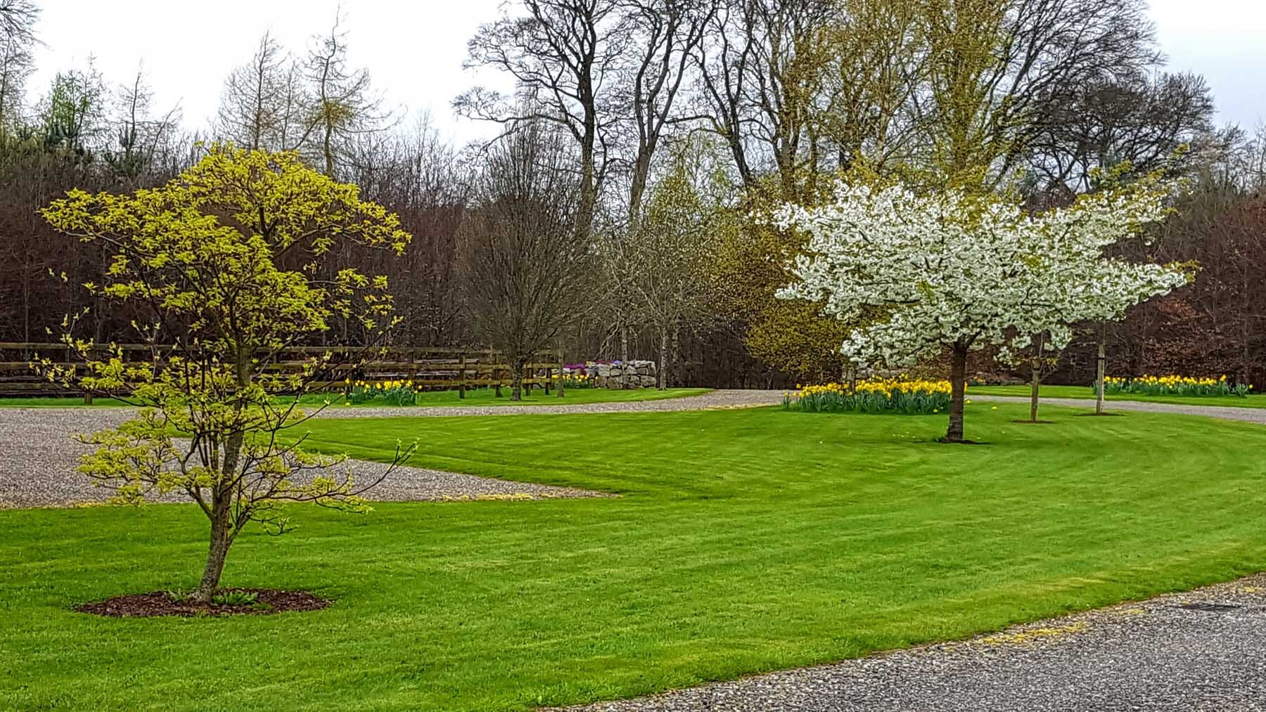 county-kildare-open-space-dogwood.jpg