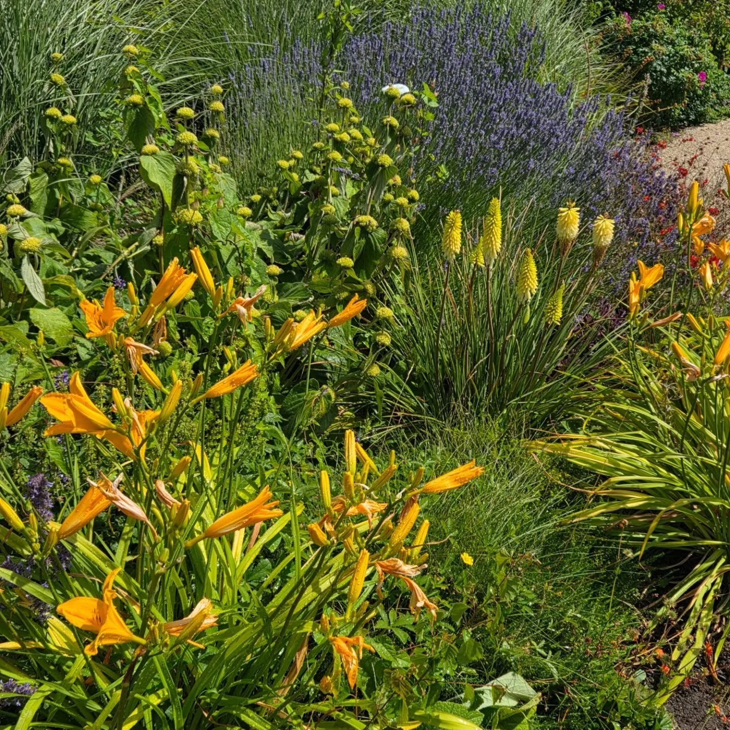 #pollinator #sunshine #hardyperennials #dublingarden #thisiswhatwedo
