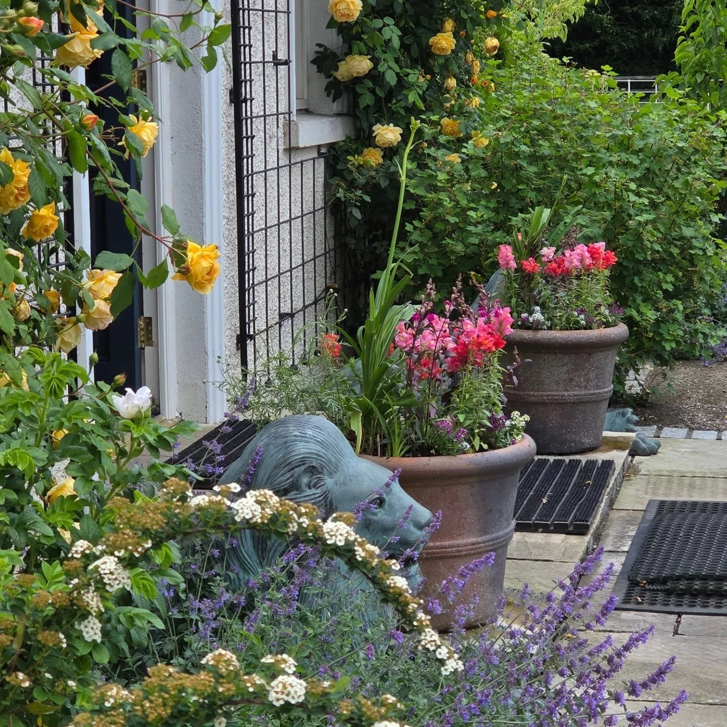 My job today! A garden makeover ahead of family celebrations, lovely clients, joyous colors.  #loveyourgarden #loveyourlife #gardening #cokildare #nightparknursery #livingcolorfully #trellis #goodvibes #www.earthbounddesigns.com