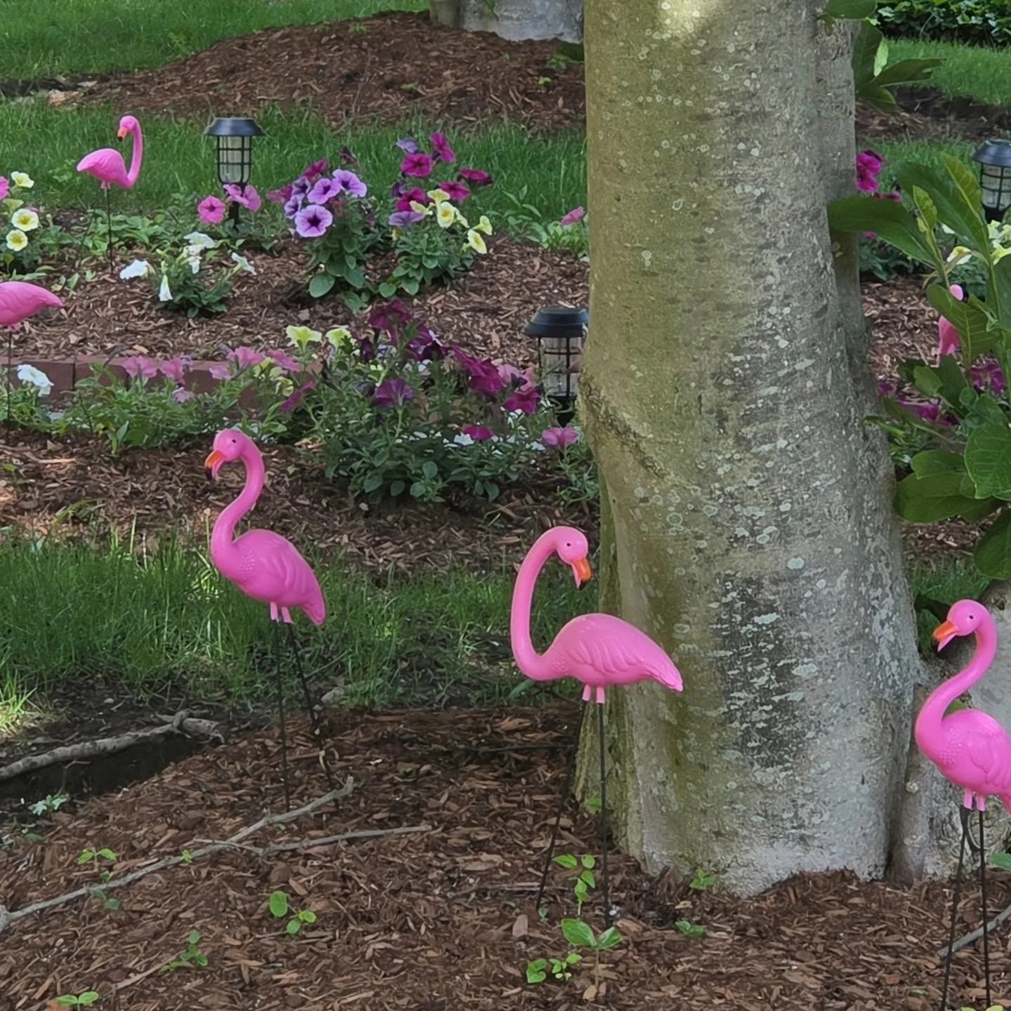 #littlethingsinlife that make me smile like some gardener having a laugh adding loads of small #pinkflamingos to this perfectly curated urban garden. Good to lighten the mood, and bring smiles to people passing by, like me! #thisiswhatwedo #thisiswhy
