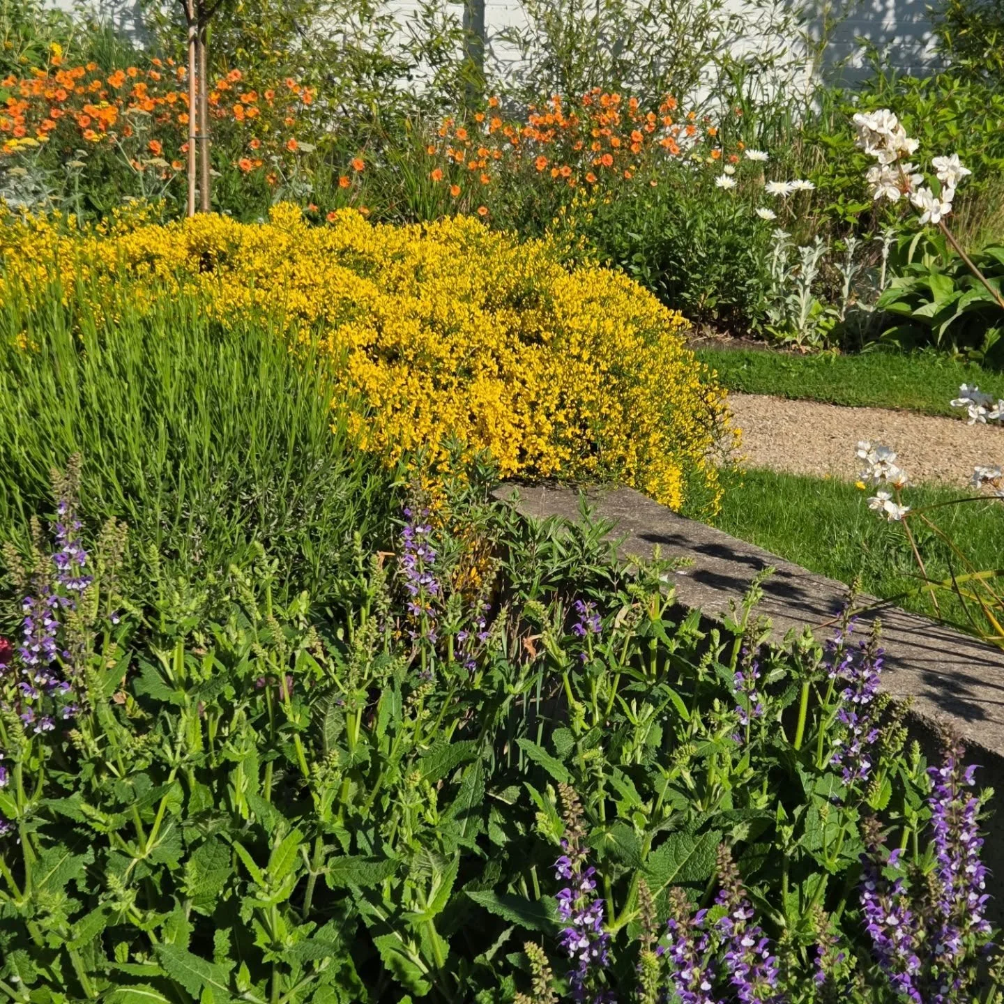All colors welcome! It's all about groupings and location that creates atmosphere.  Cool calm courtyards,  bright sunny walkways, sensory moments in nature that become a feeling. I couldn't resist a close up of a fab ladybird and a Callicarpa. #lovey