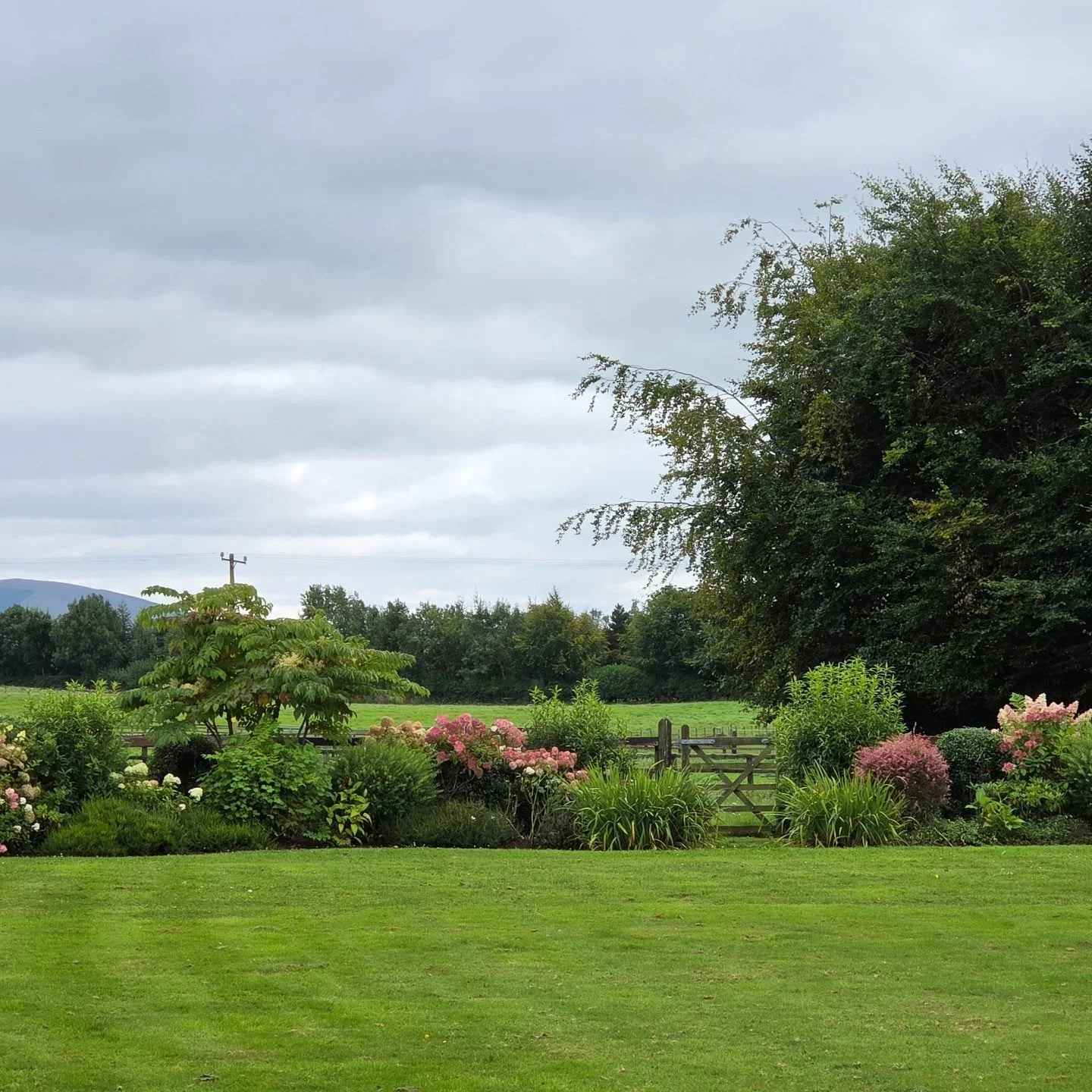 Another fab day on the job, this garden I designed has matured really well. This  bed at the far end of the lawn has color, scent, and structure all year round. The shapes and colours draw the viewer' s eye... connecting with the broader landscape.