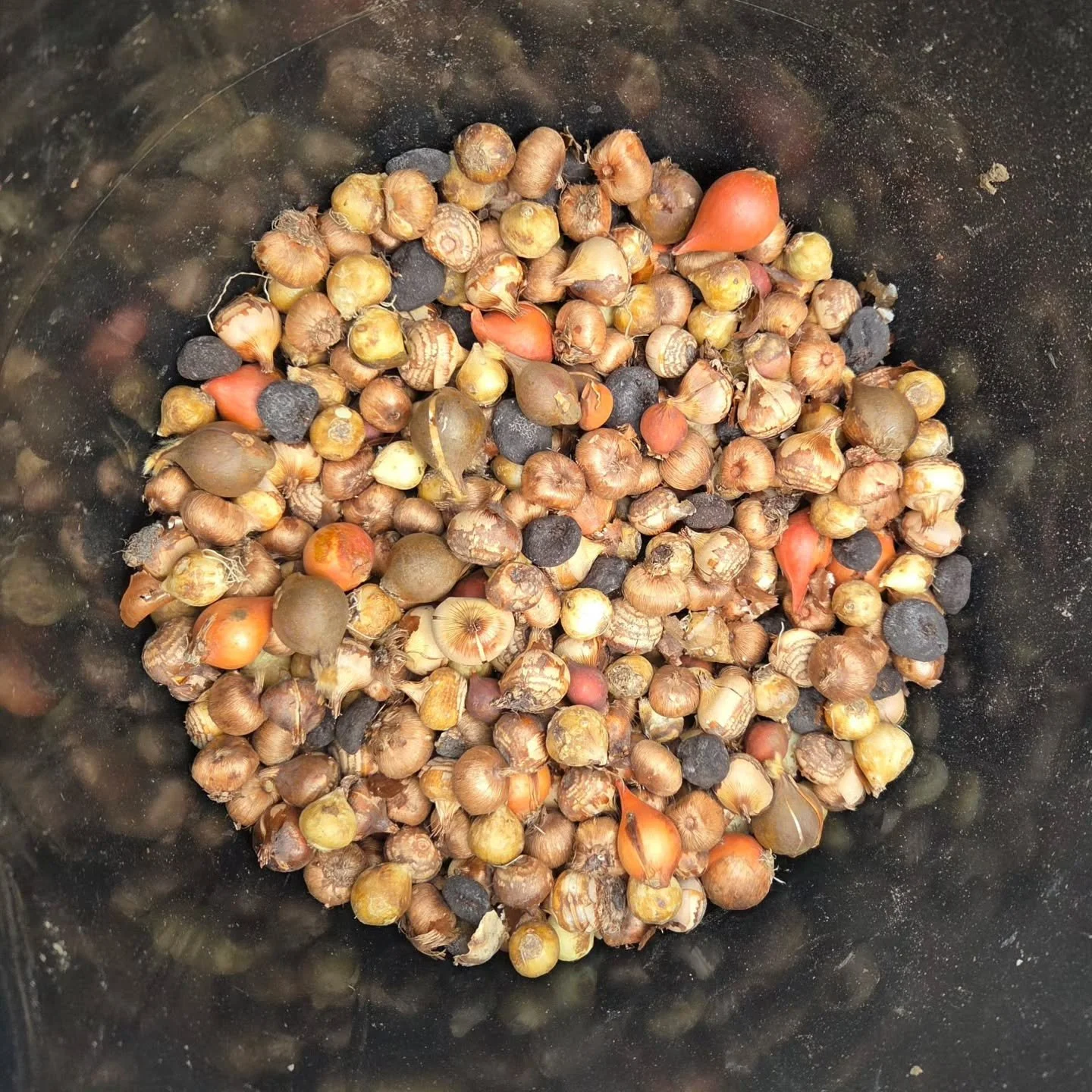 Ready for #planting #September #staygrounded #beechhillbulbs #thisiswhatwedo #dublingarden #www.earthbounddesigns.com #Pollinator #pollinatormix