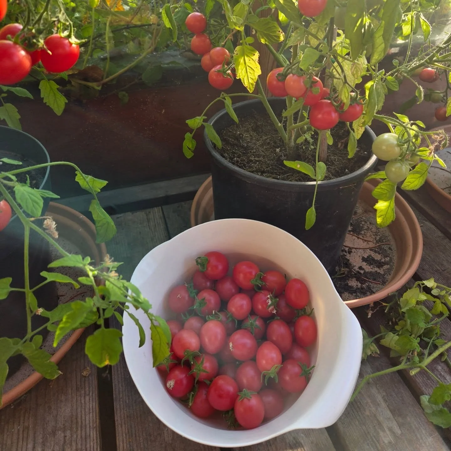 Its late September and they are still growing fast and furious #todayfood #growyourown #gardenerslife  #thisiswhatwedo #loveyourgarden #dublingarden #irelandinspires #grounded #healthylifestyle