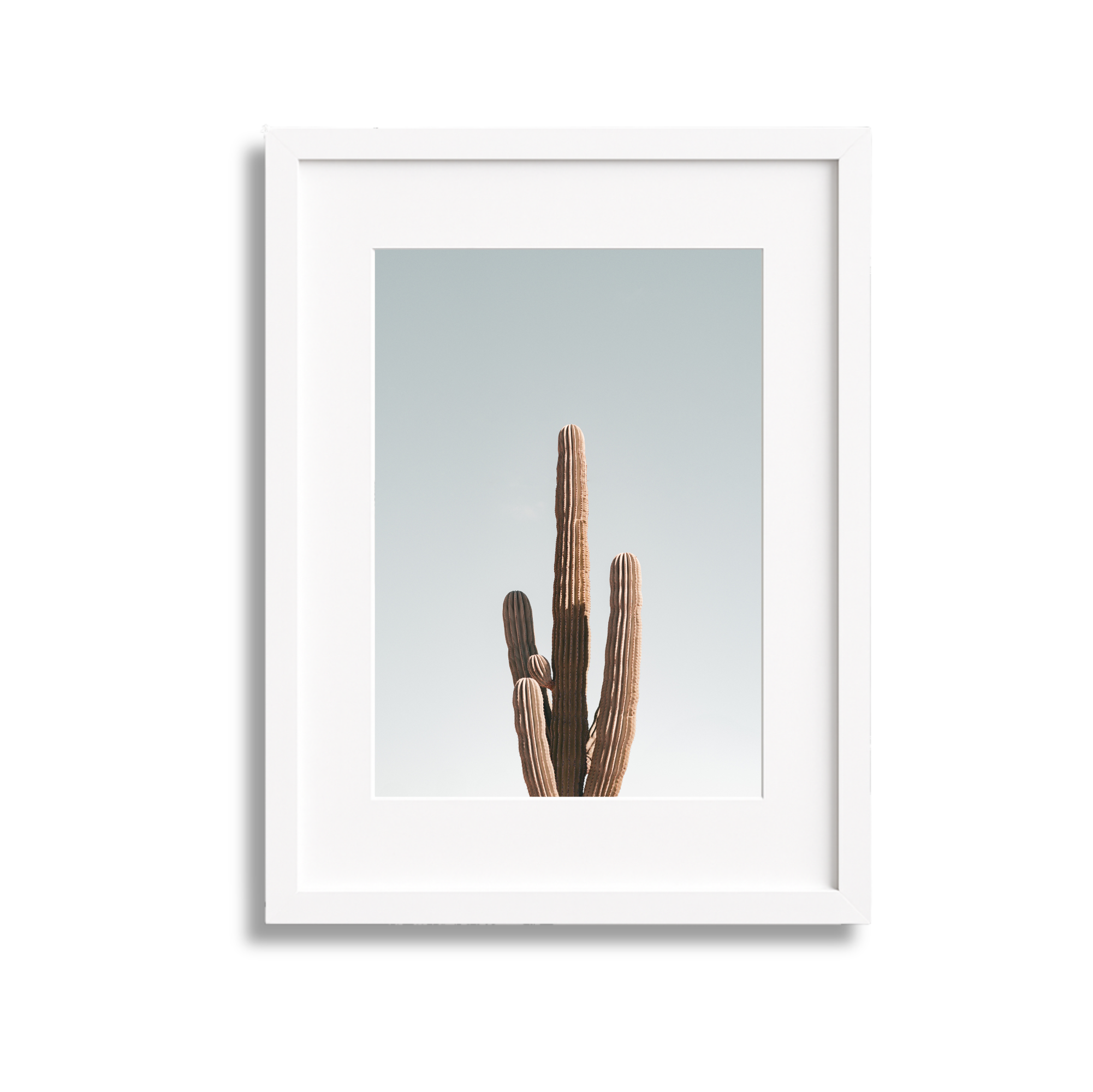 Photograph of a cactus plant inside a white frame, with a light blue sky background.