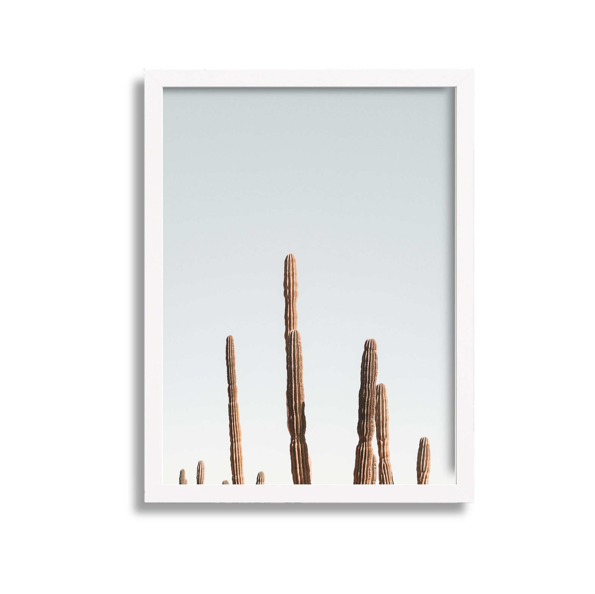 Photograph of cactus plants against a pale blue sky, framed in white.