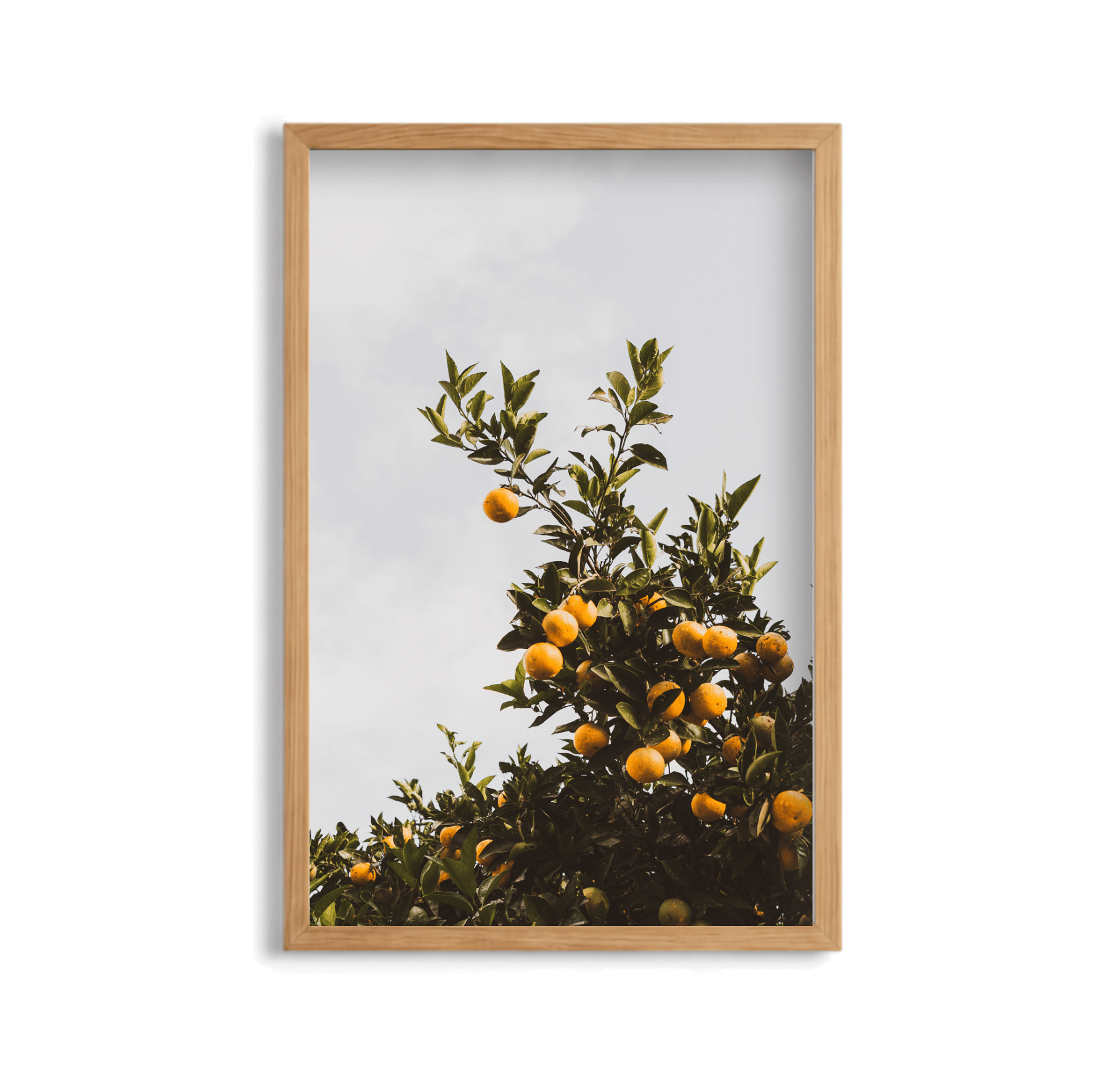 Citrus