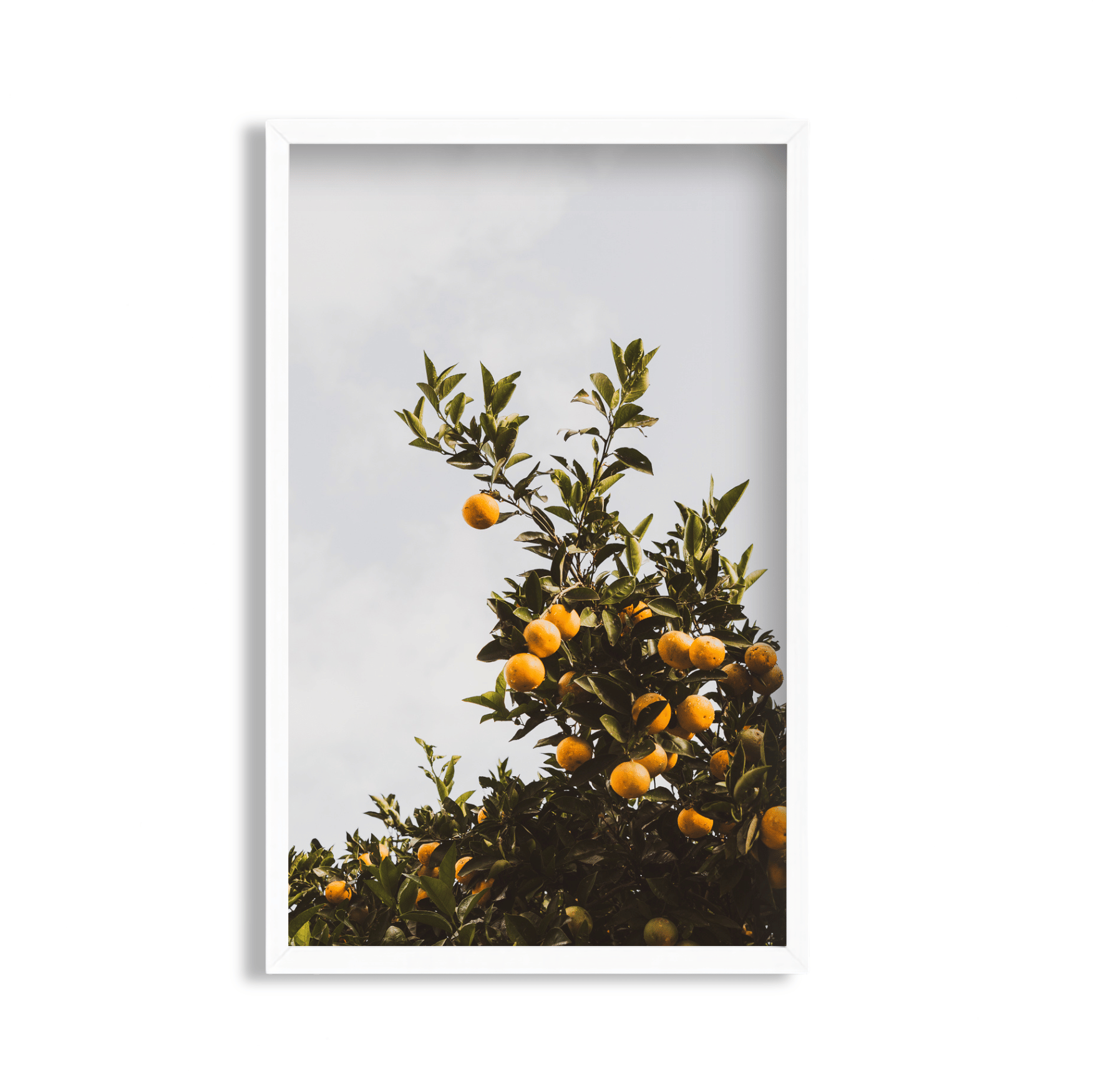 Citrus