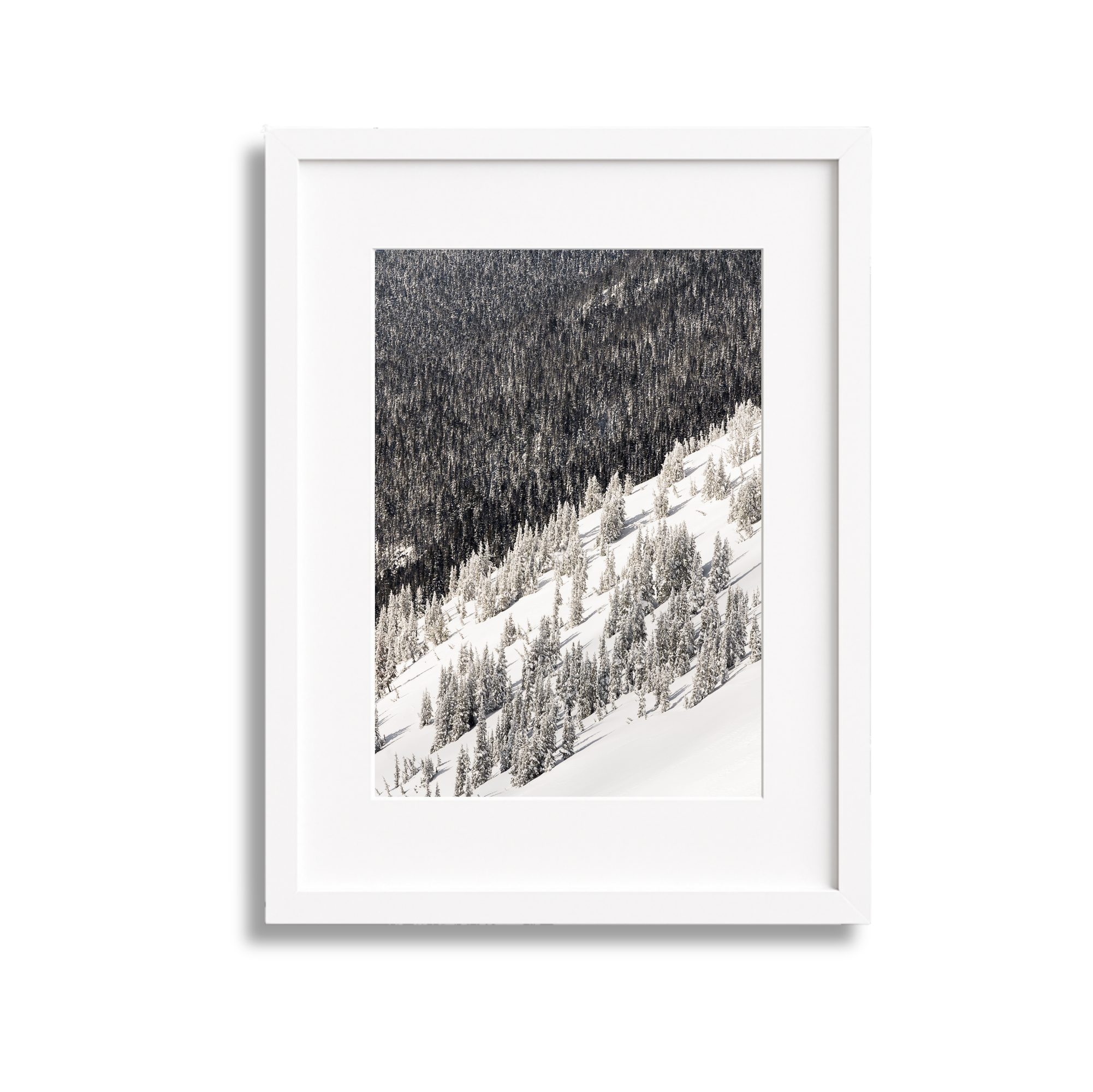 Photograph of snow-covered pine trees on a mountain slope, framed in white.