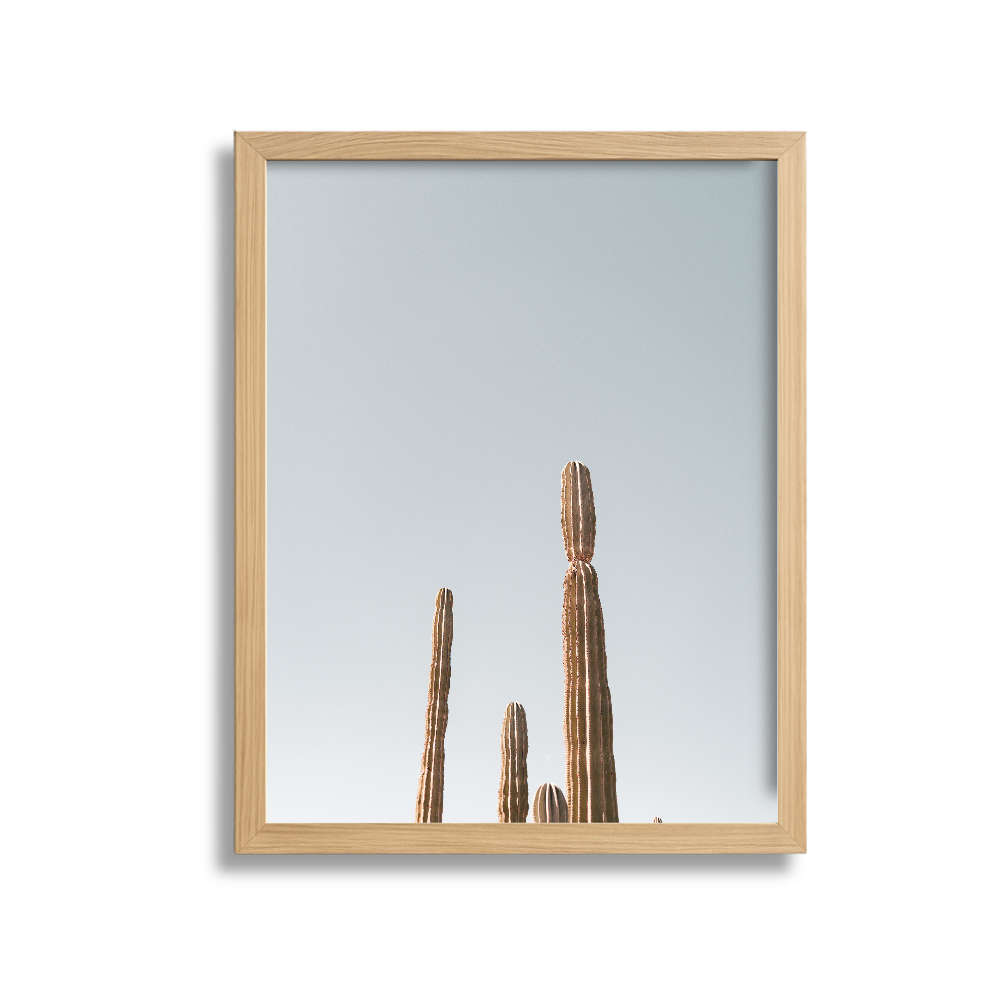 Framed photo of several tall, thin cacti against a pale blue sky.