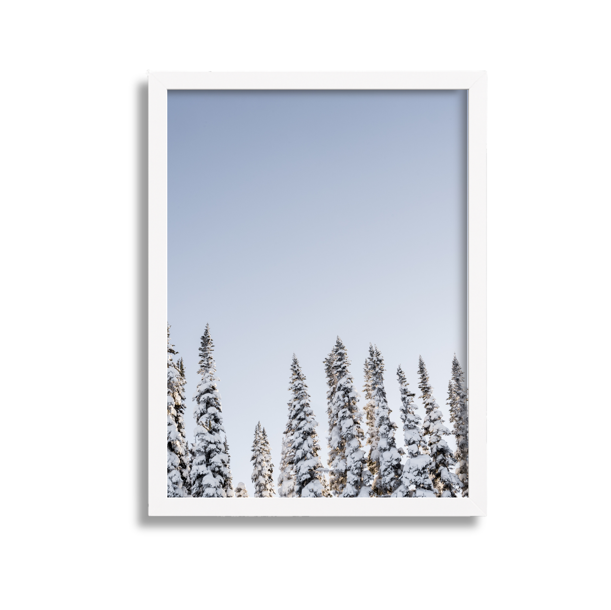 Snow-covered pine trees against a clear blue sky in a framed photograph
