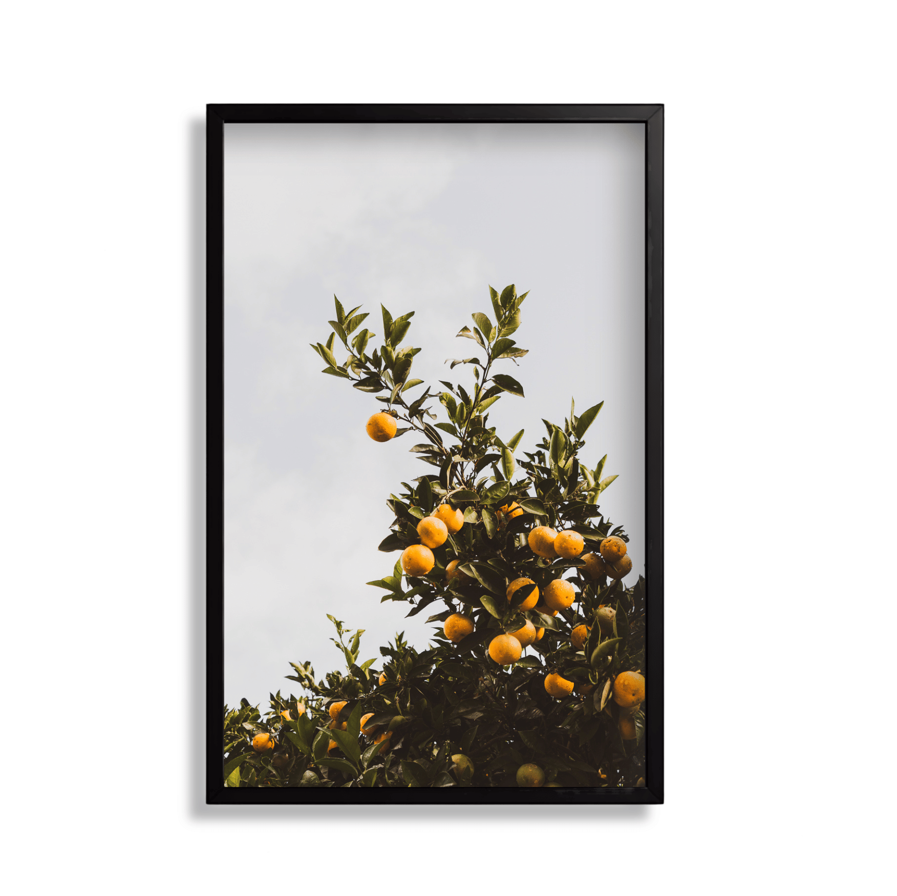 Citrus