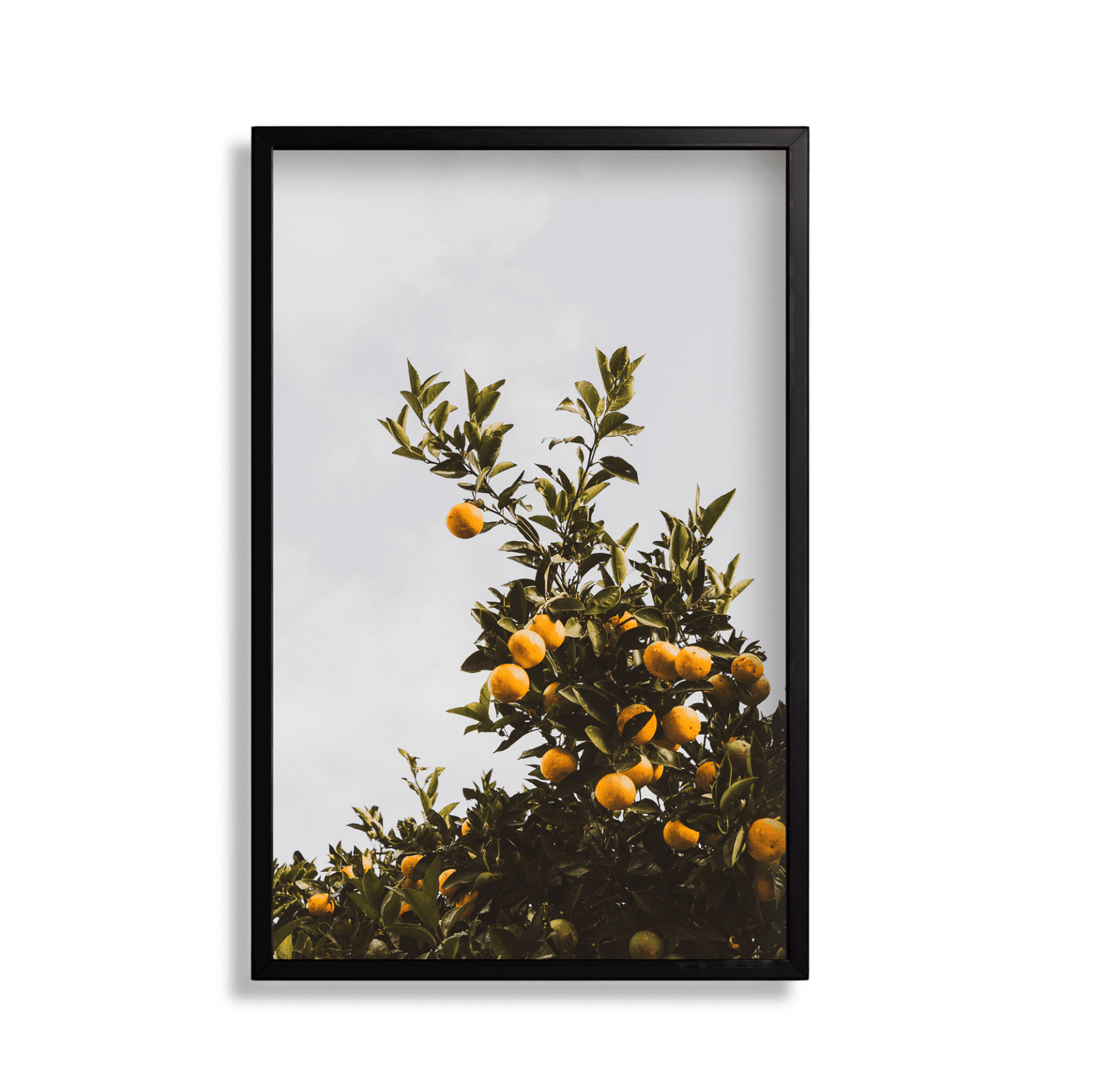 Citrus