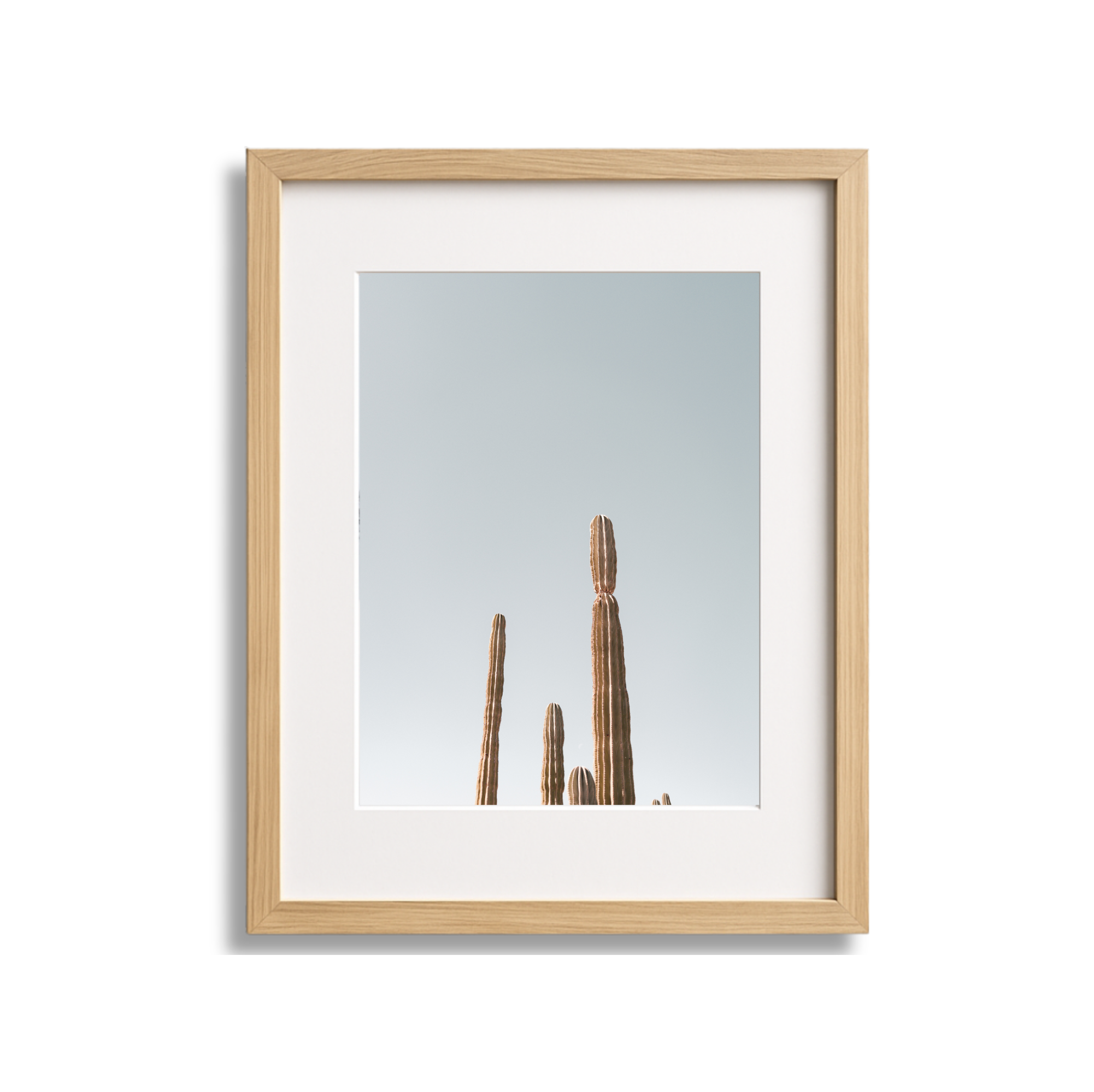 Photograph of tall cacti against a clear sky, framed in a light wooden border.