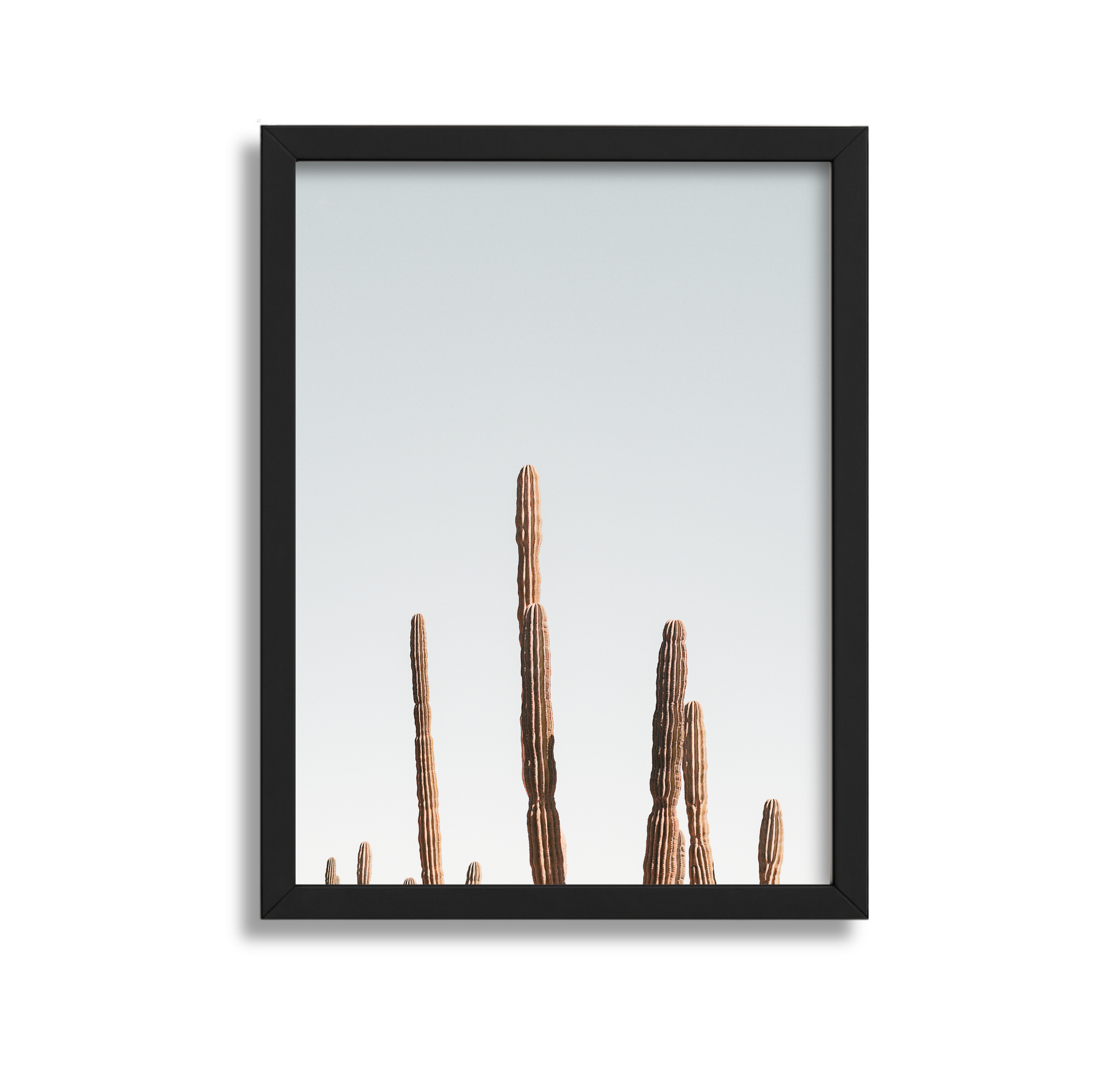 Framed photograph of desert cacti against a pale sky.