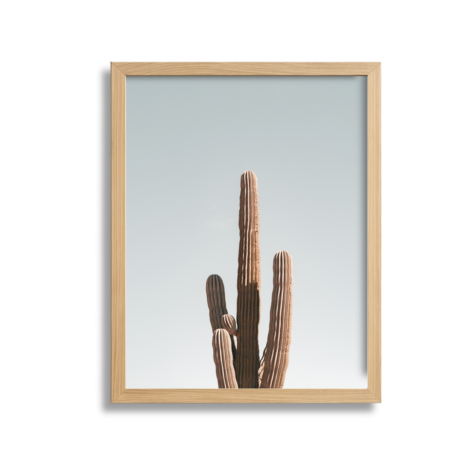 Framed photograph of a desert cactus against a pale sky.