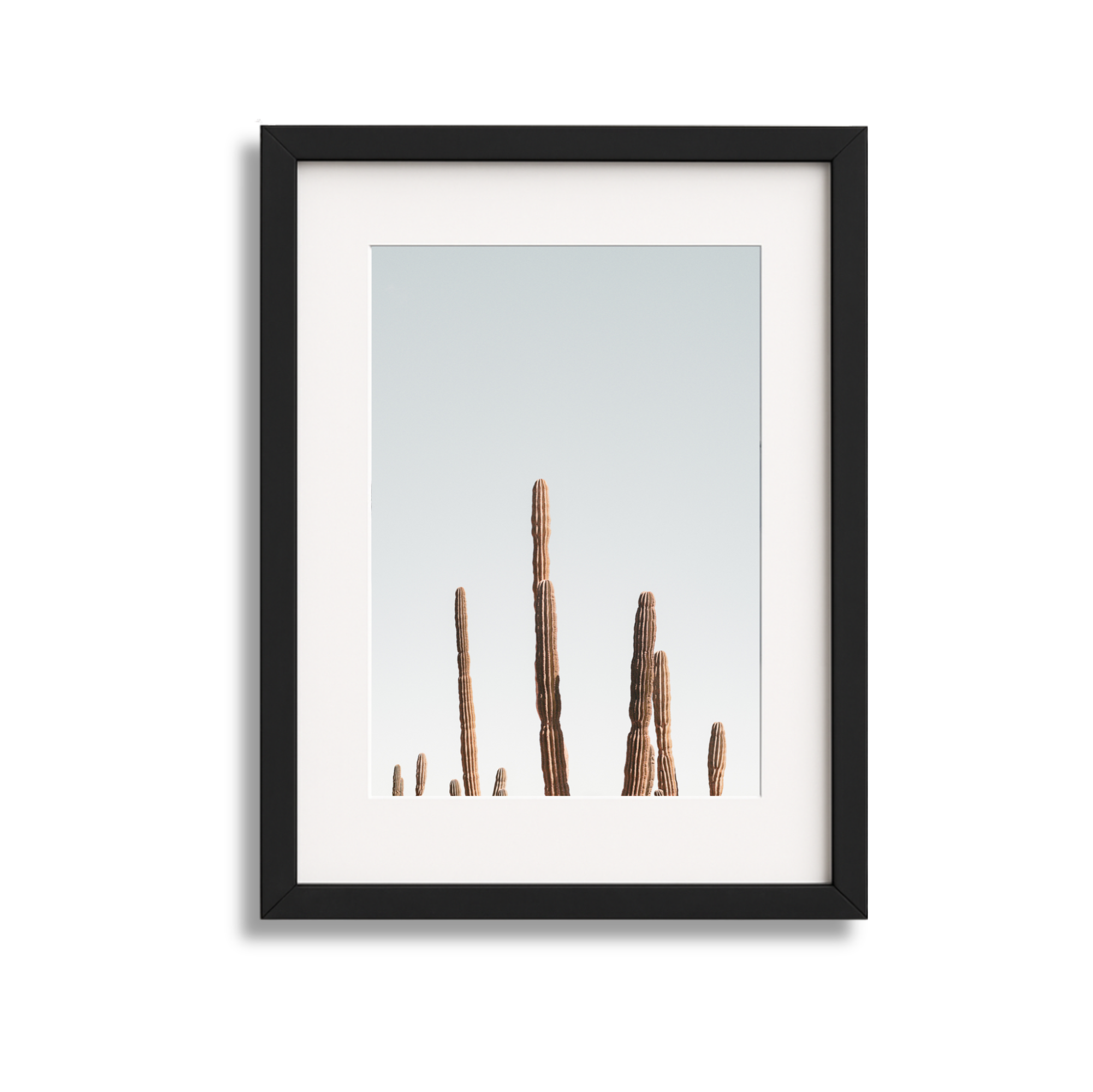 Framed photograph of tall, slender cacti against a clear sky.