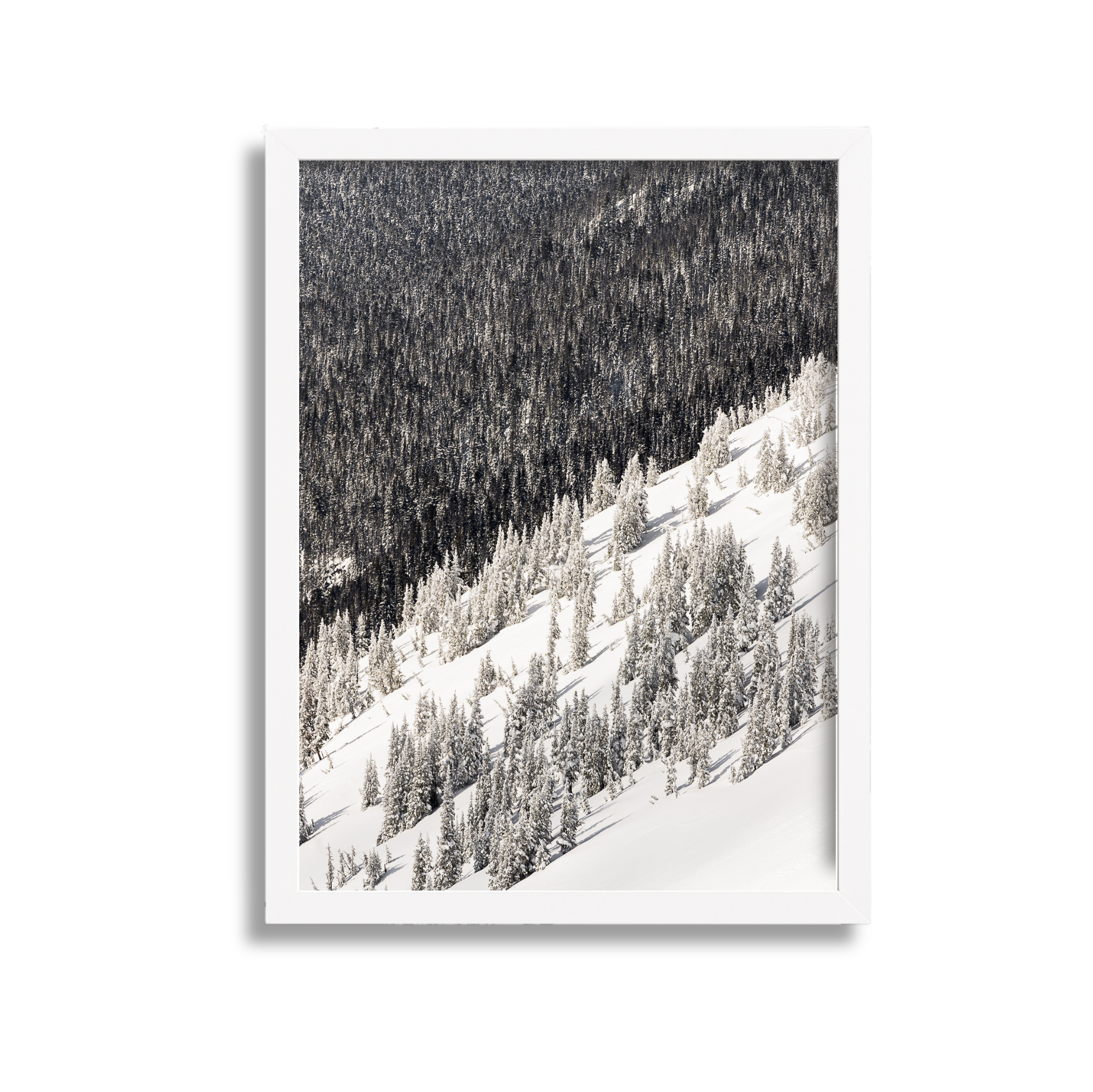 Snow-covered trees on a mountain slope with a dense forest in the background.