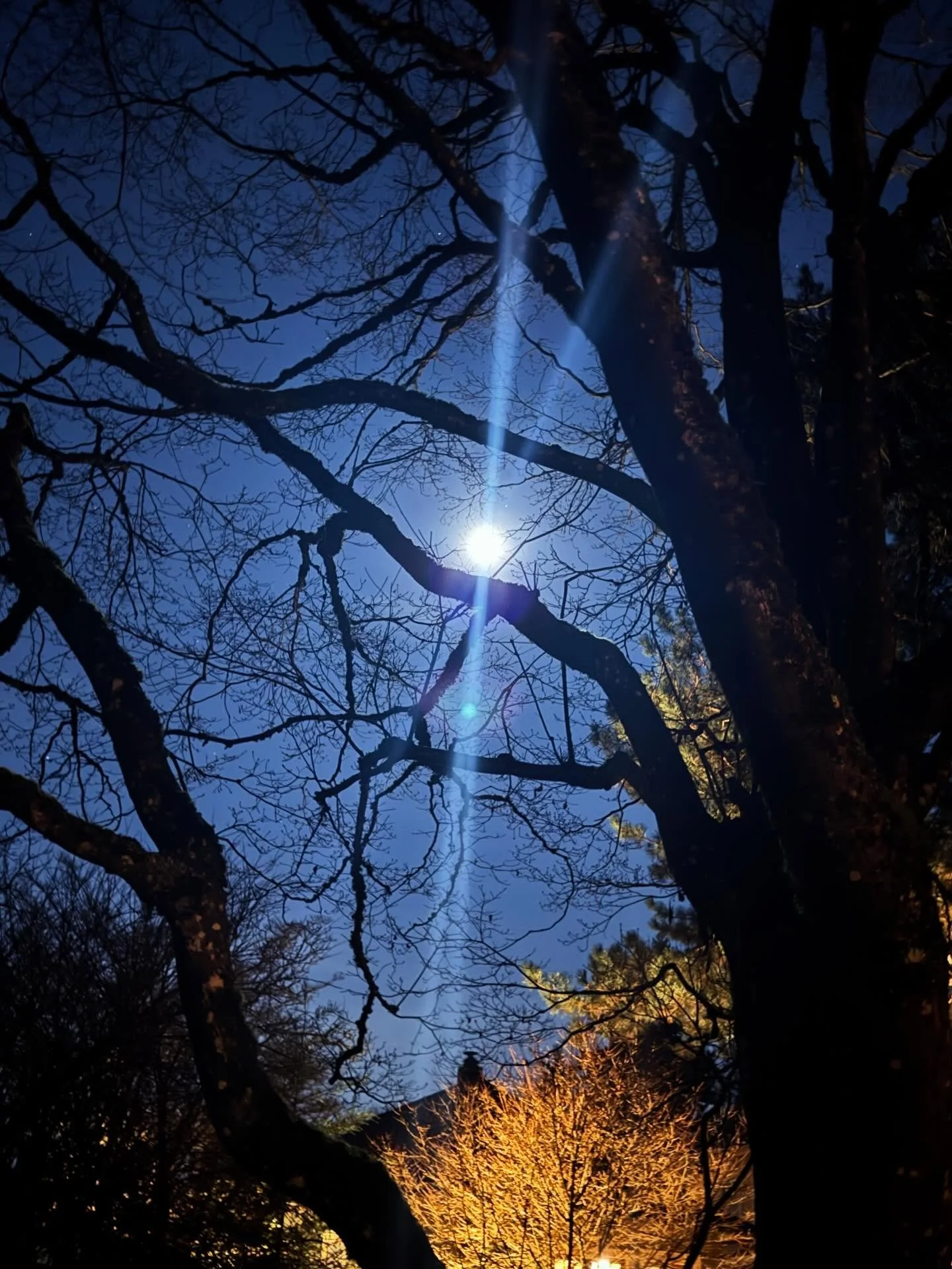 Snow Moon ❄️❄️❄️
This moon asks:
What truth wants air?
What story is ready to be told without apology?