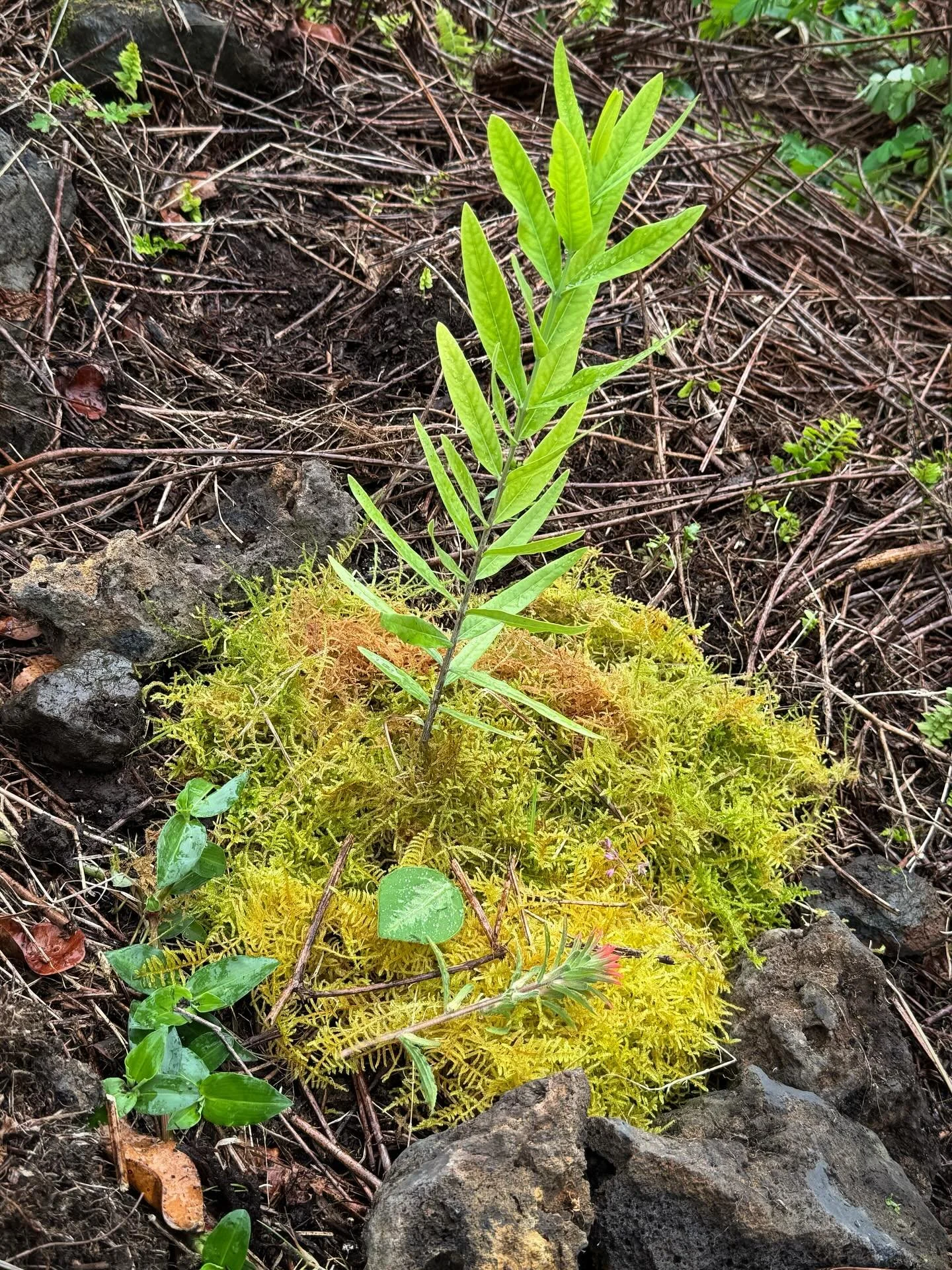ʻIliahi &mdash; Sandalwood &mdash; holds one of the oldest stories in Kona&rsquo;s mountains.

Long before ships crossed the Pacific seeking its fragrance, ʻiliahi grew in quiet partnership with the upland forests, cared for by kānaka who understood 