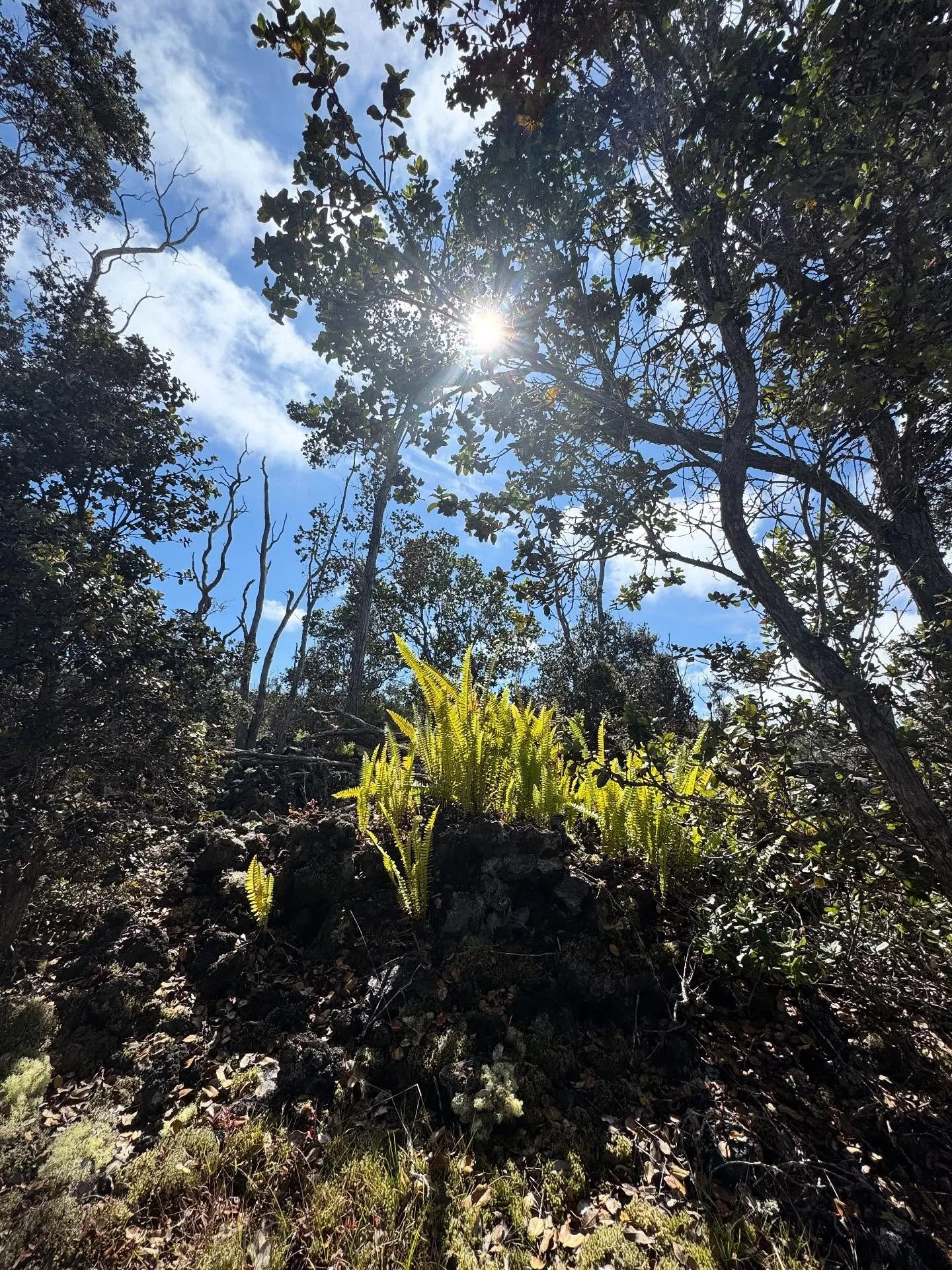 Today at Kealakekua Mountain Reserve (KMR) &mdash; walking these ridgelines, learning from the land, and participating in the slow, loving work of rehabilitation + restoration.

This isn&rsquo;t just conservation. It&rsquo;s reconnection. It&rsquo;s 