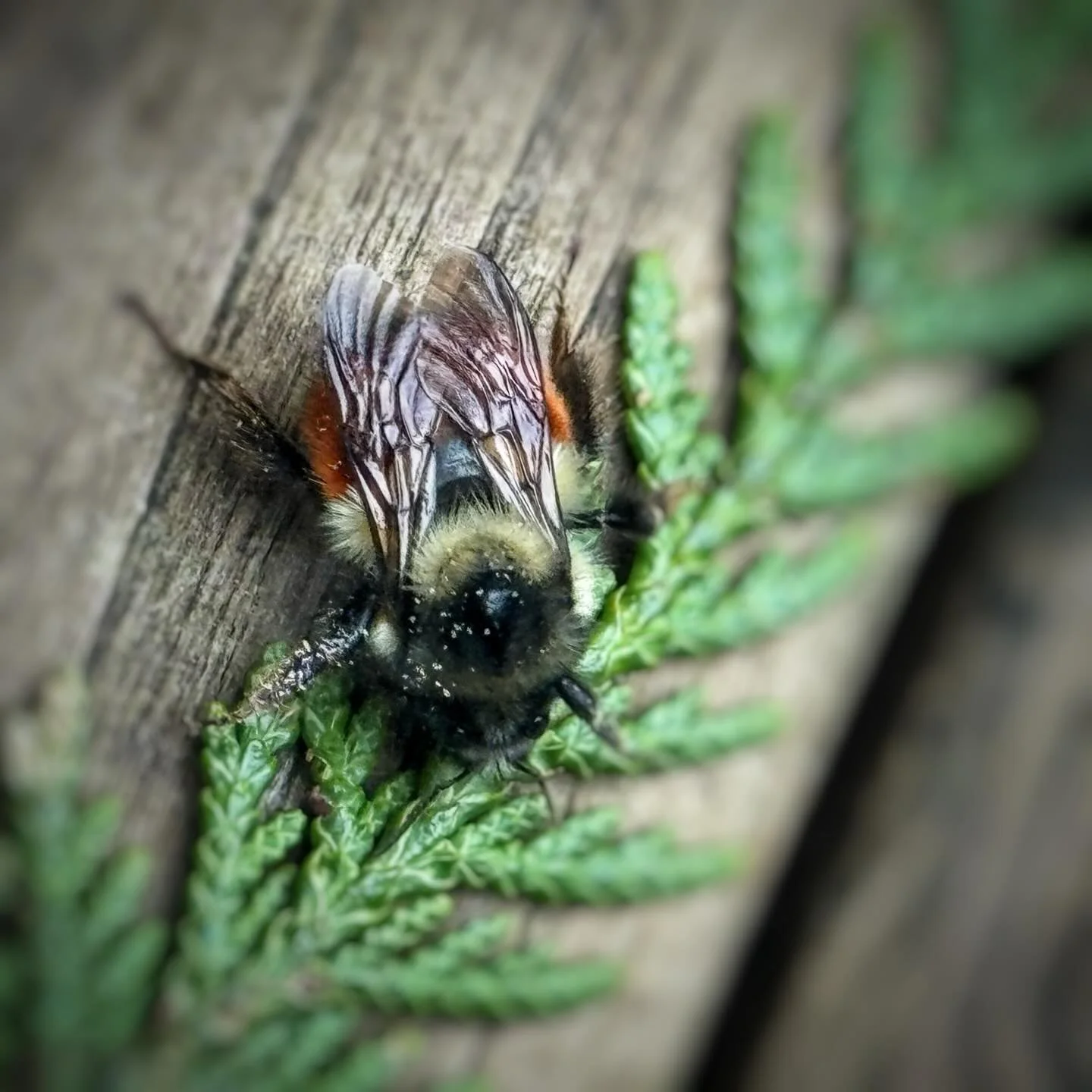 There&rsquo;s something ancient about cedar. 🌲

I&rsquo;m on a solo trip along the Oregon coast, and I&rsquo;ve been spending time with the most magnificent cedar tree&hellip; sitting beneath it, leaning into, listening.

The scent alone feels like 