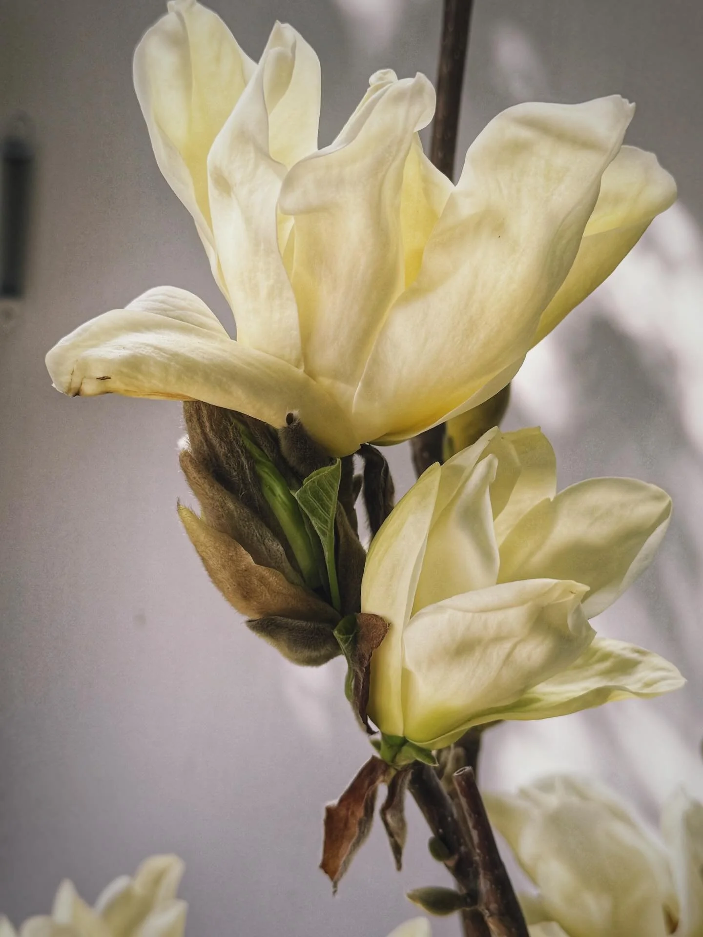 Magnolia oil feels like a deep exhale for your whole nervous system 🌸

Soft, floral, and quietly powerful &mdash; this oil is one I reach for when the body feels overwhelmed, tense, or emotionally &ldquo;full.&rdquo;

✨ Why I love Magnolia essential