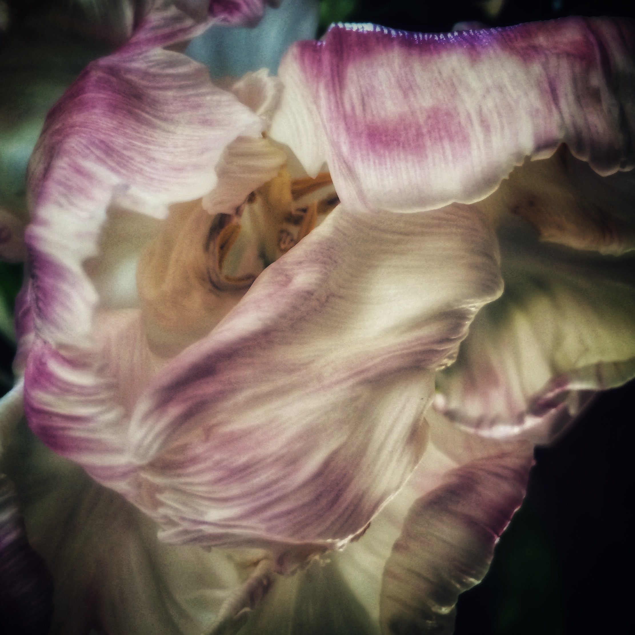 20. "Coded Language" - Tulip