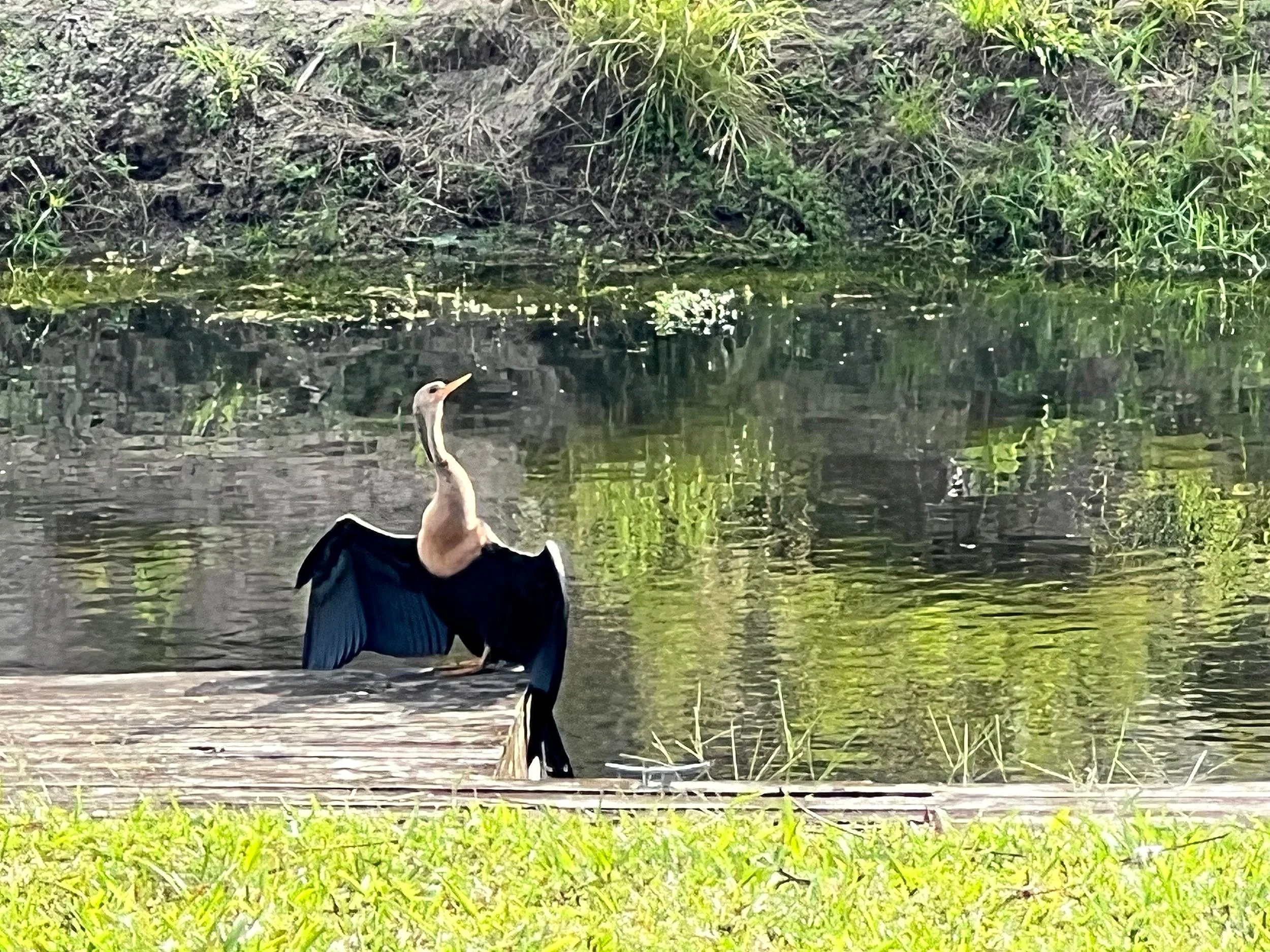 Bird on the Dock_Boynton Beach_01.2024.jpg