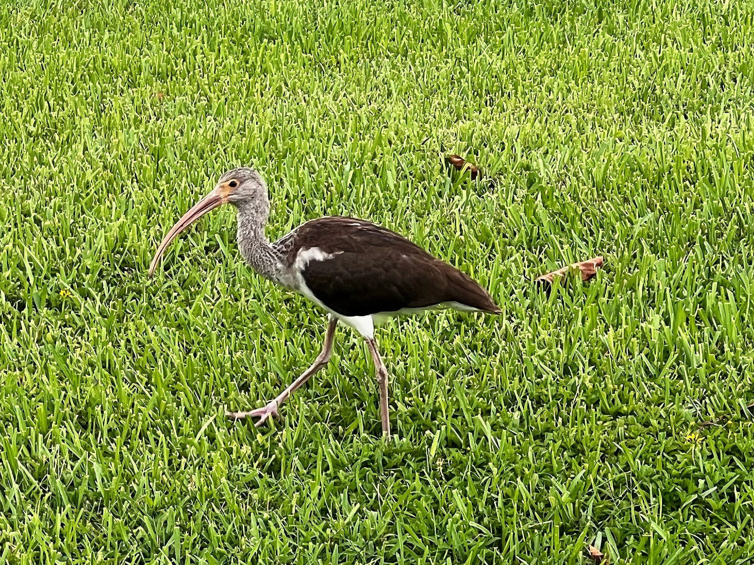 Bird1_Boynton Beach.01.2024.jpg