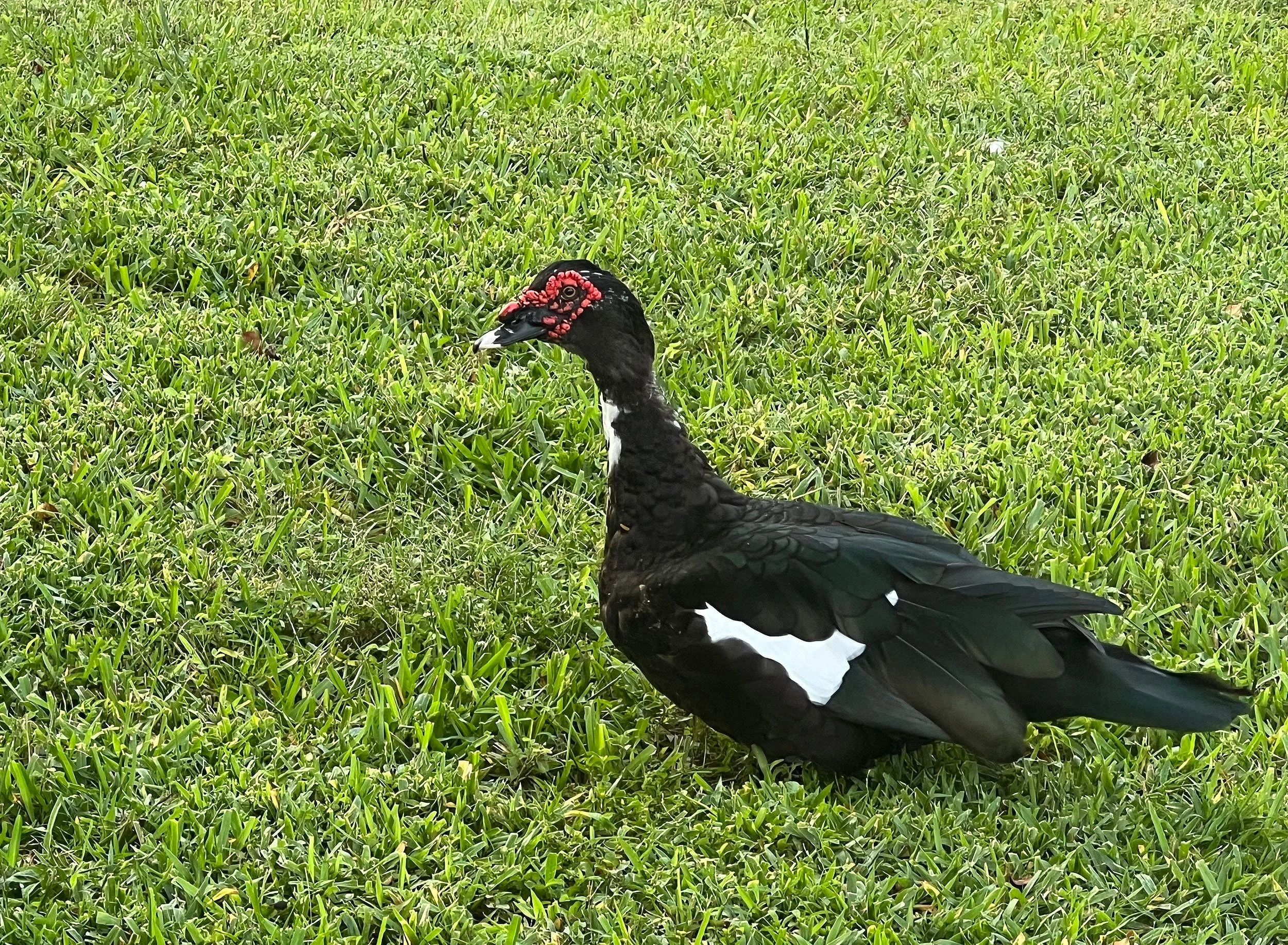 Bird6_Boynton Beach_01.2024.jpg