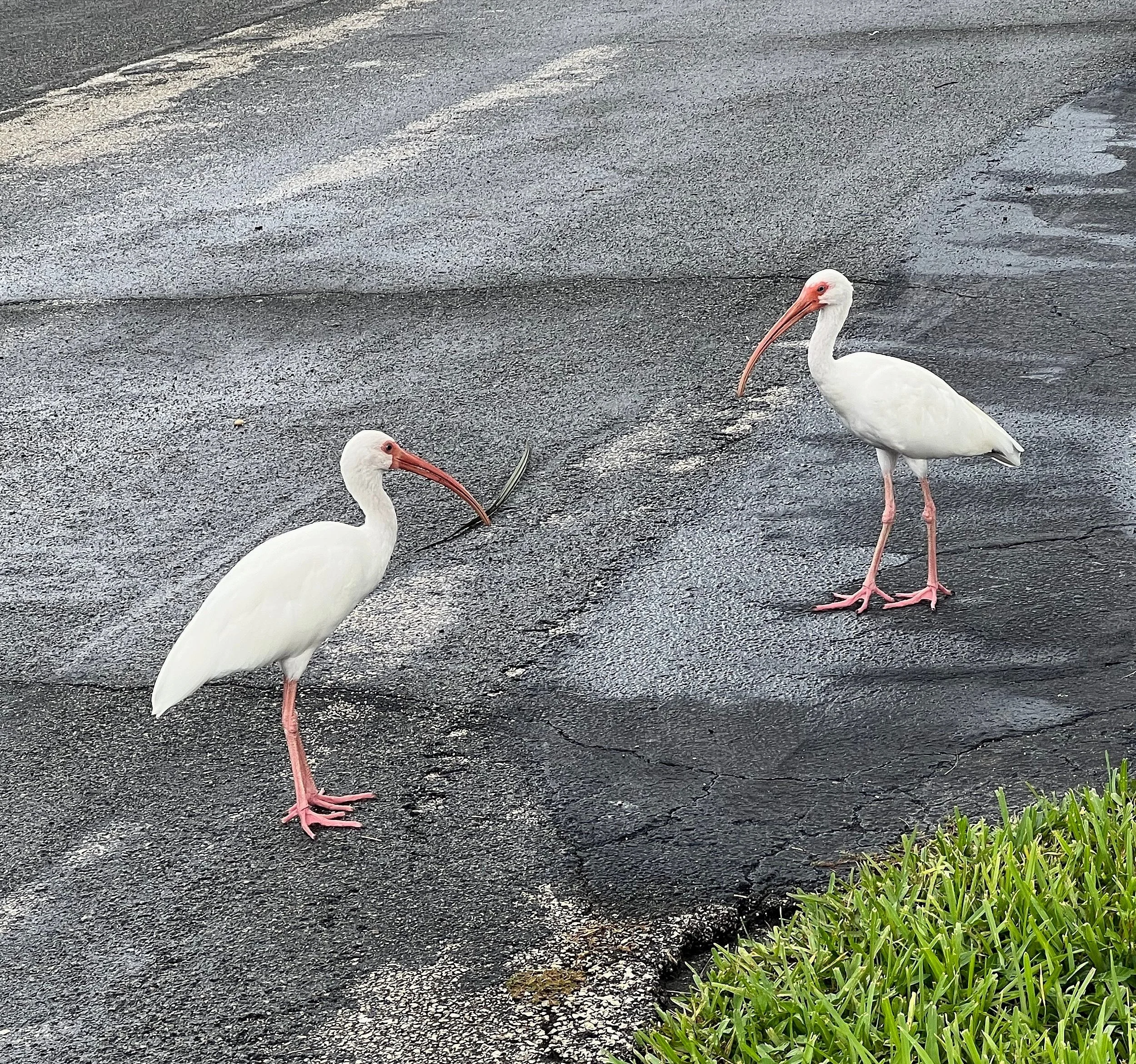 Bird2.Boynton Beach.01.2024.jpg