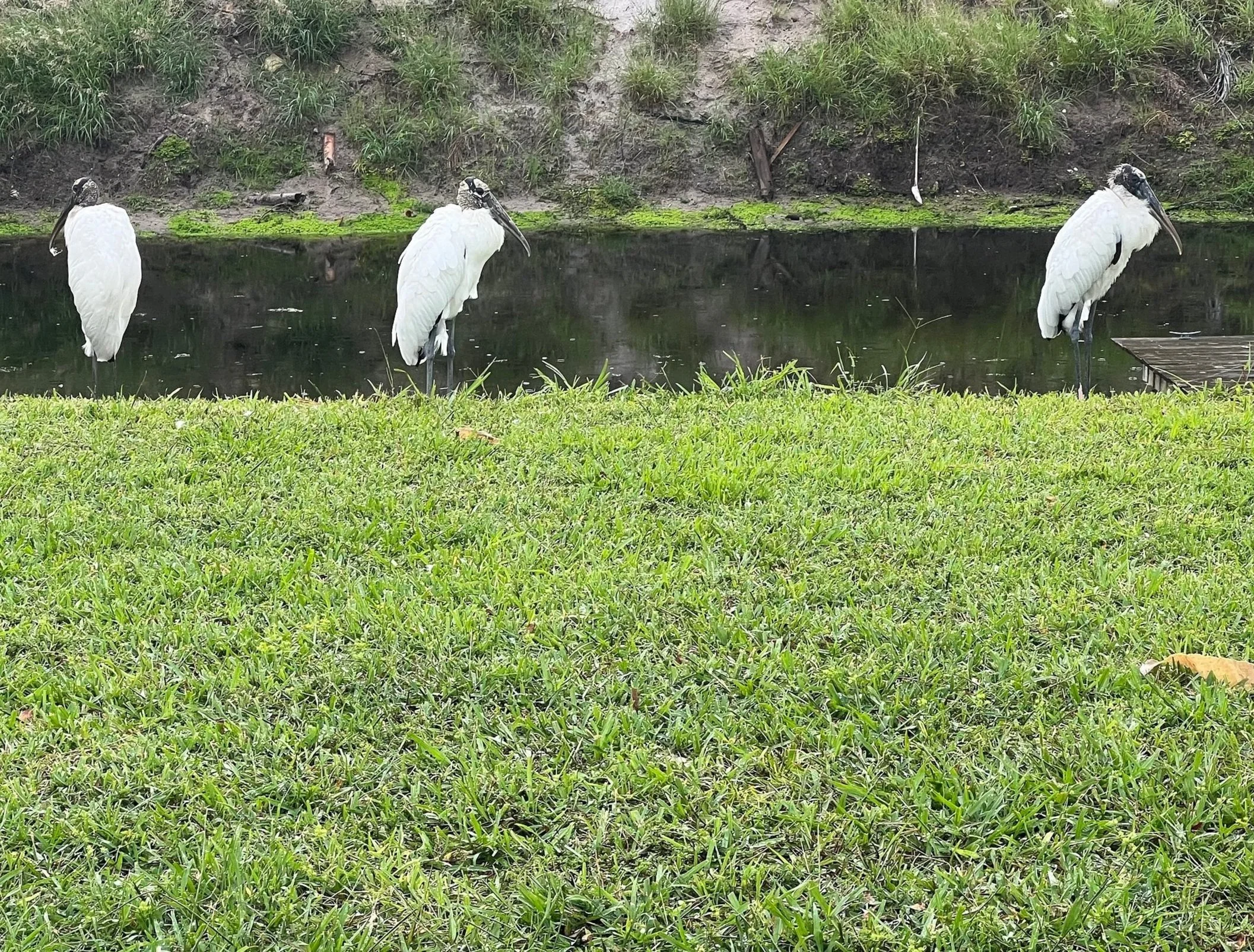 Birds5_Boynton Beach_01.2024.jpg
