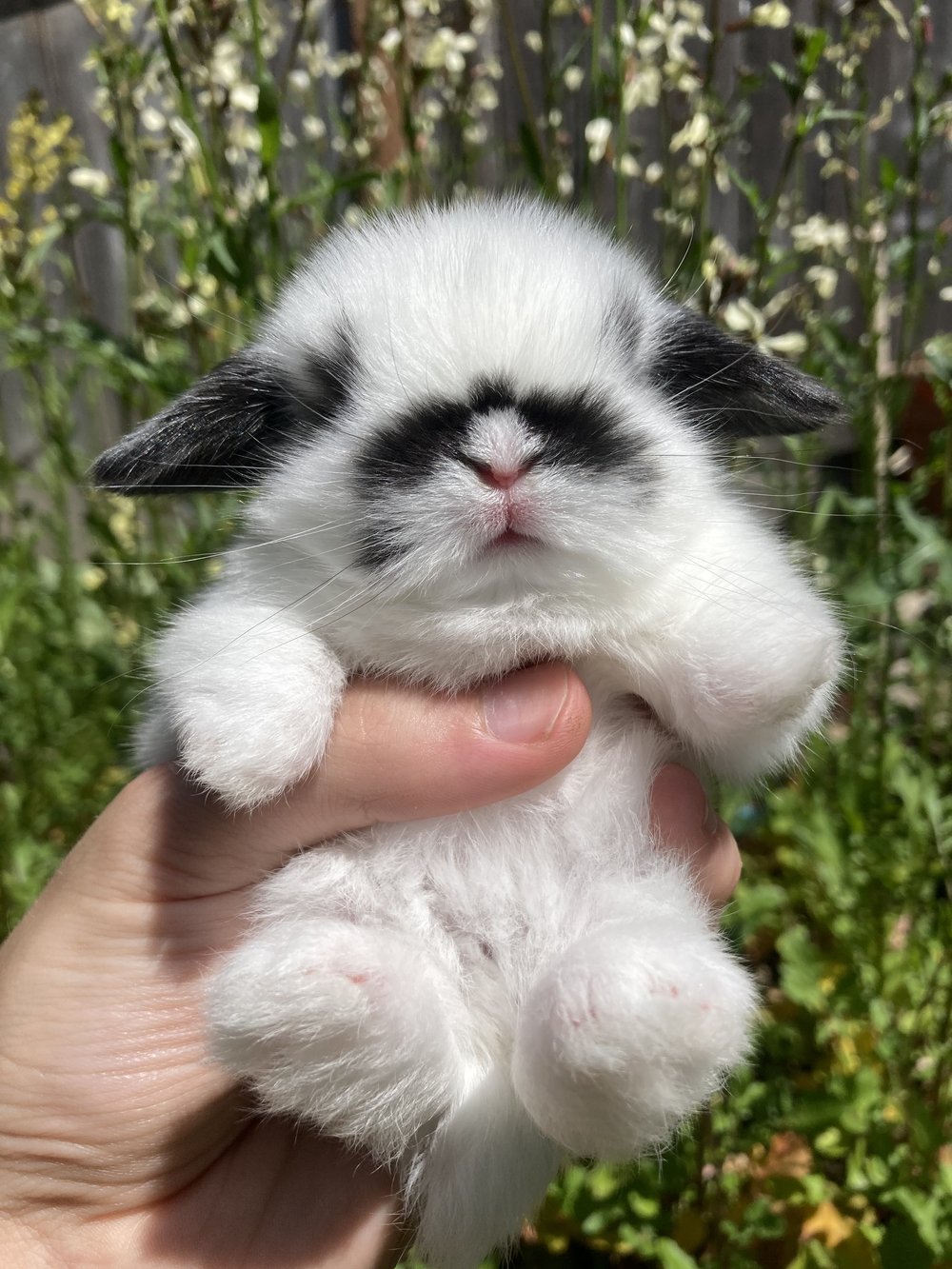 bunnies for sale near me cheap