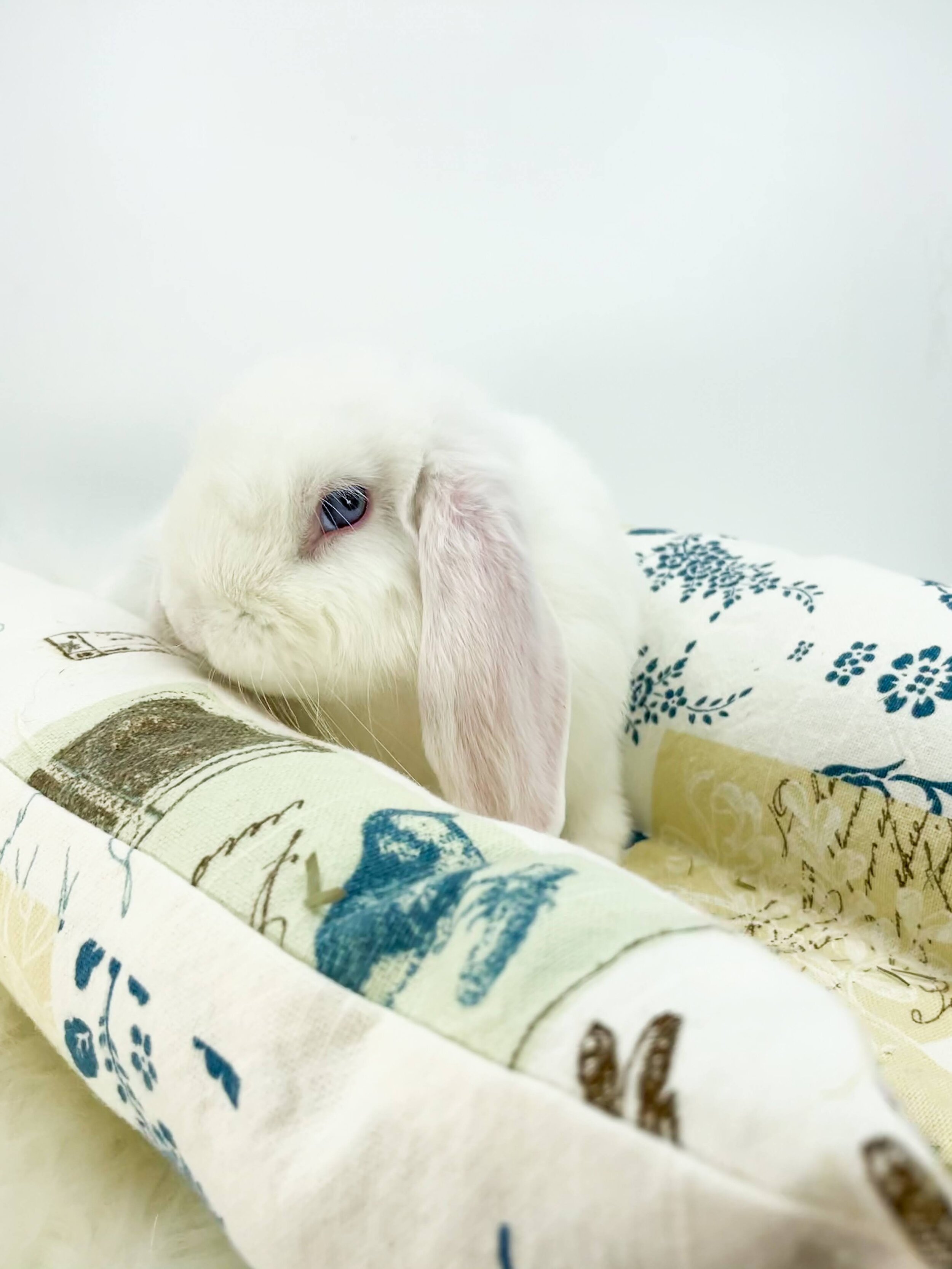 Bun8.jpg