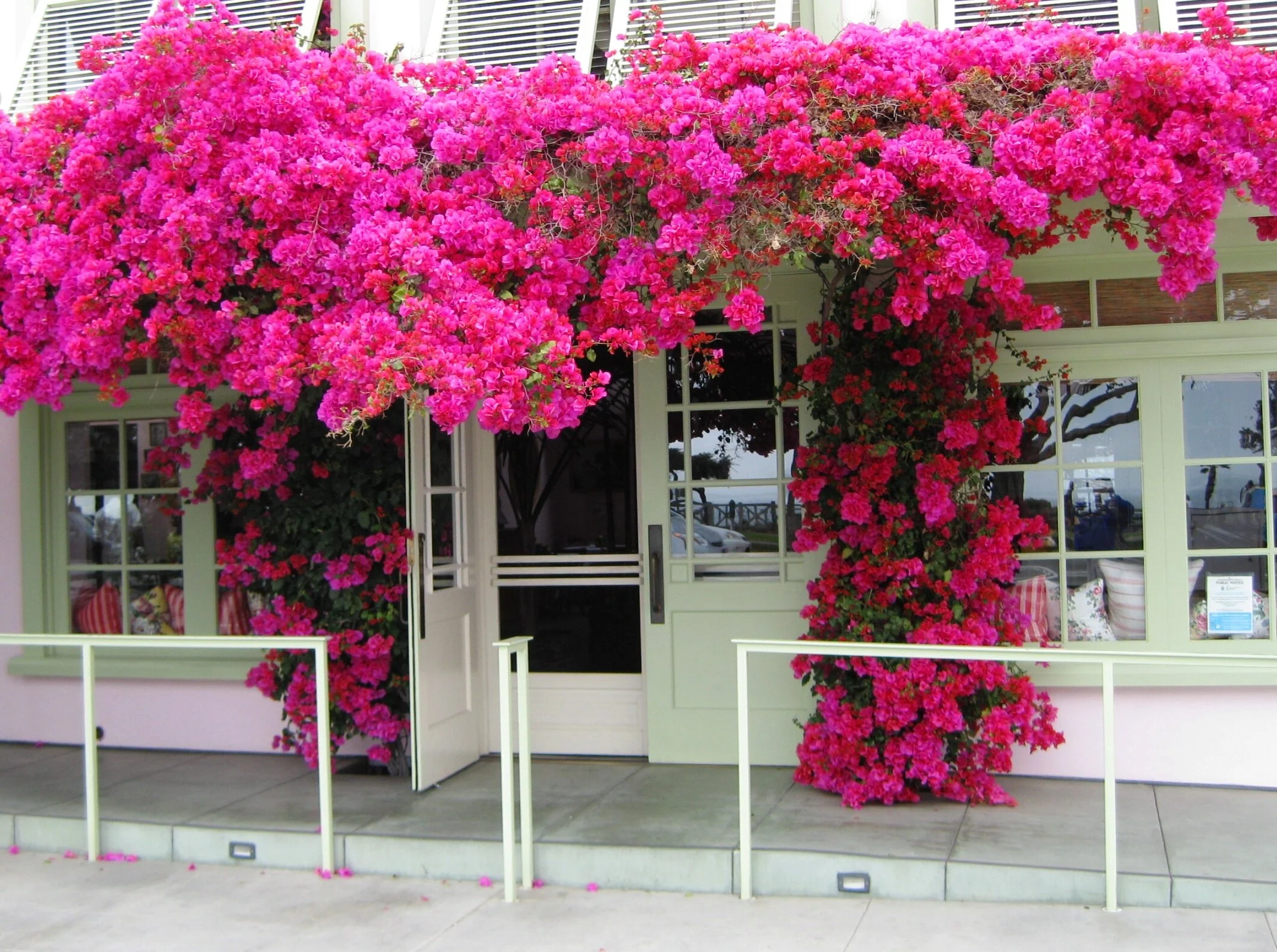 "Bougainvillea Bliss"