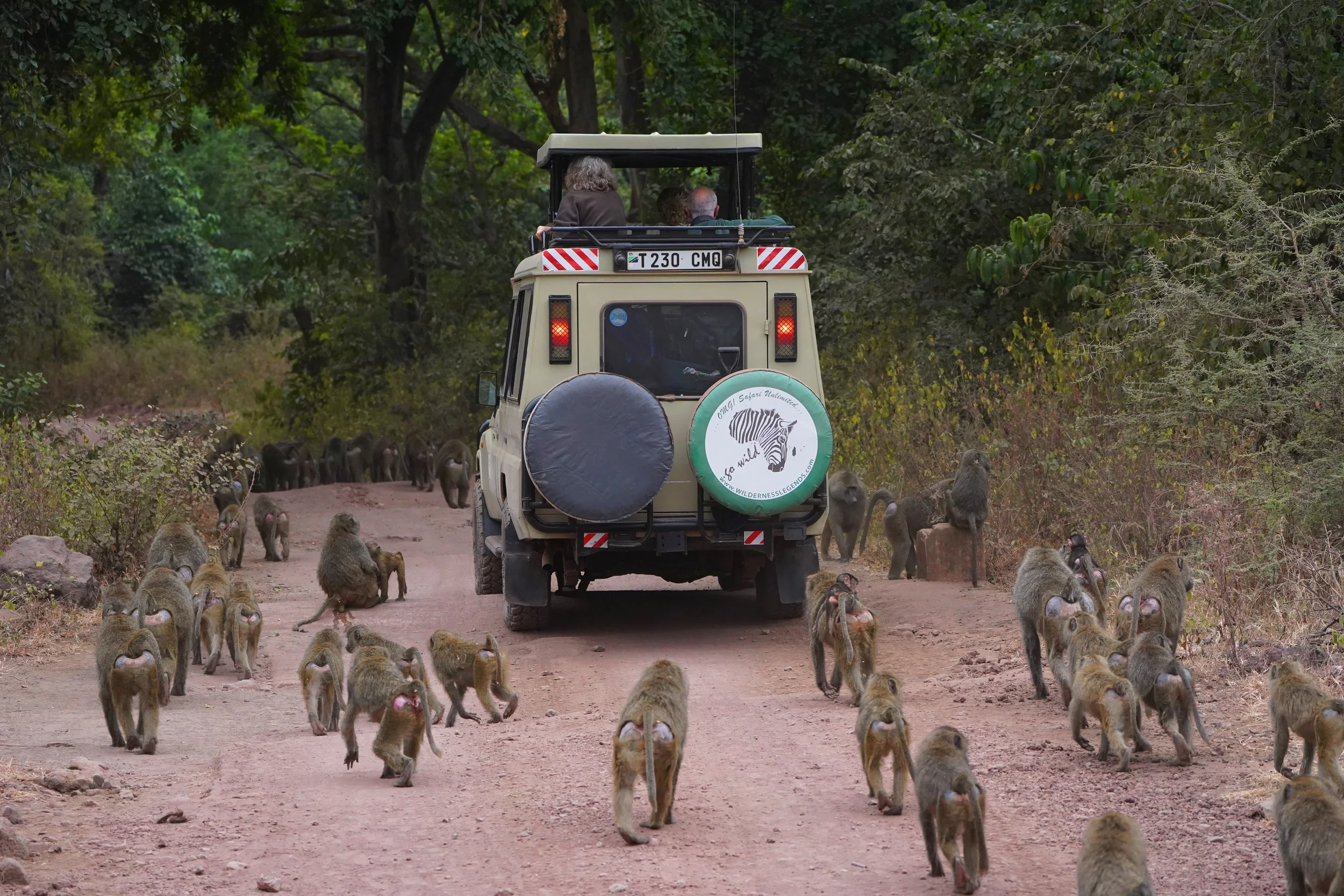 "Baboons of Manyara"