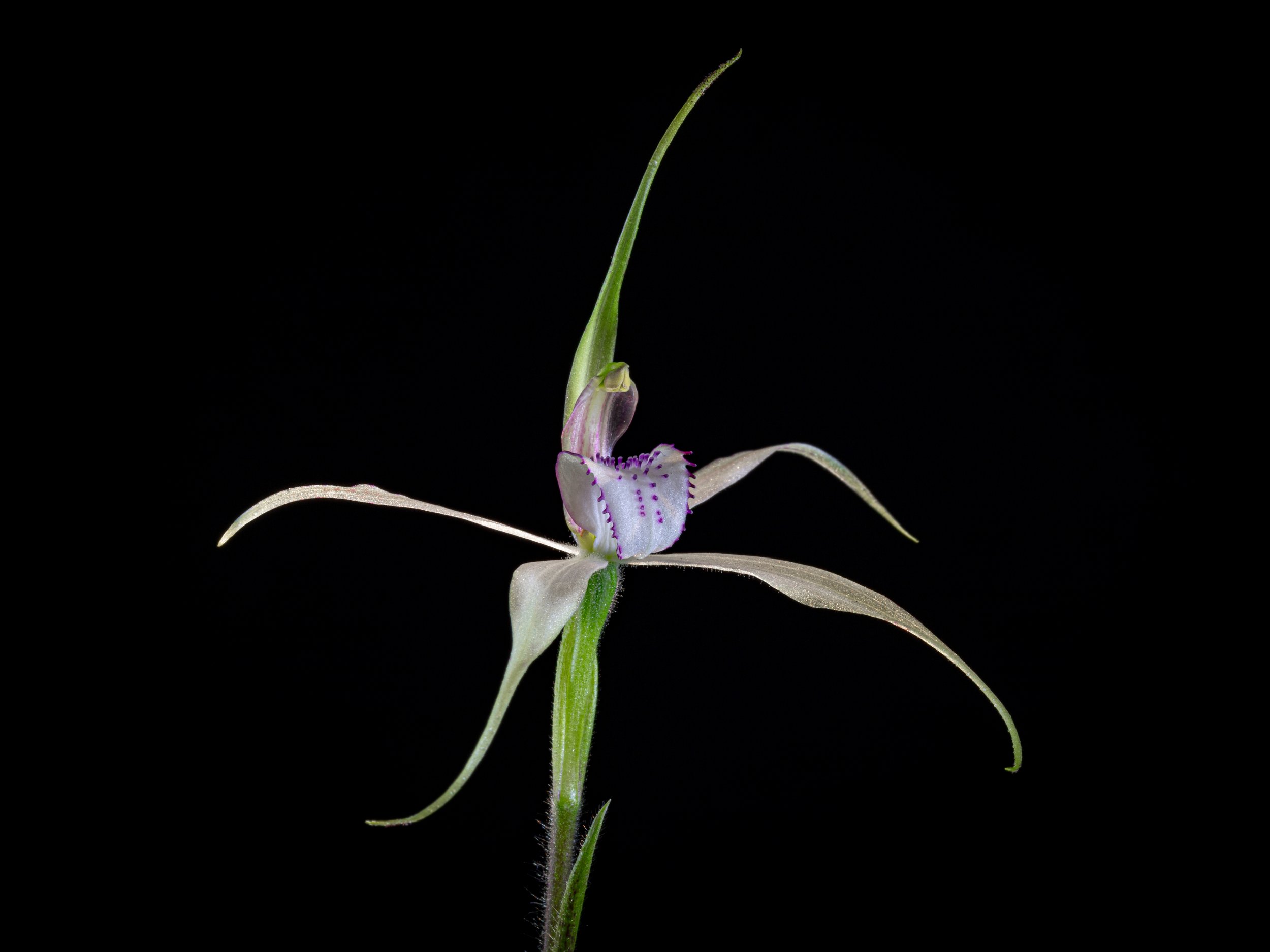 Metallic sun orchid (๐๐ฉ๐ฆ๐ญ๐บ๐ฎ๐ช๐ต๐ณ๐ข ๐ฆ๐ฑ๐ช๐ฑ๐ข๐ค๐ต๐ฐ๐ช๐ฅ๐ฆ๐ด)& Coloured spider-orchid (๐๐ข๐ญ๐ข๐ฅ๐ฆ๐ฏ๐ช๐ข ๐ค๐ฐ๐ญ๐ฐ๐ณ๐ข๐ต๐ข)