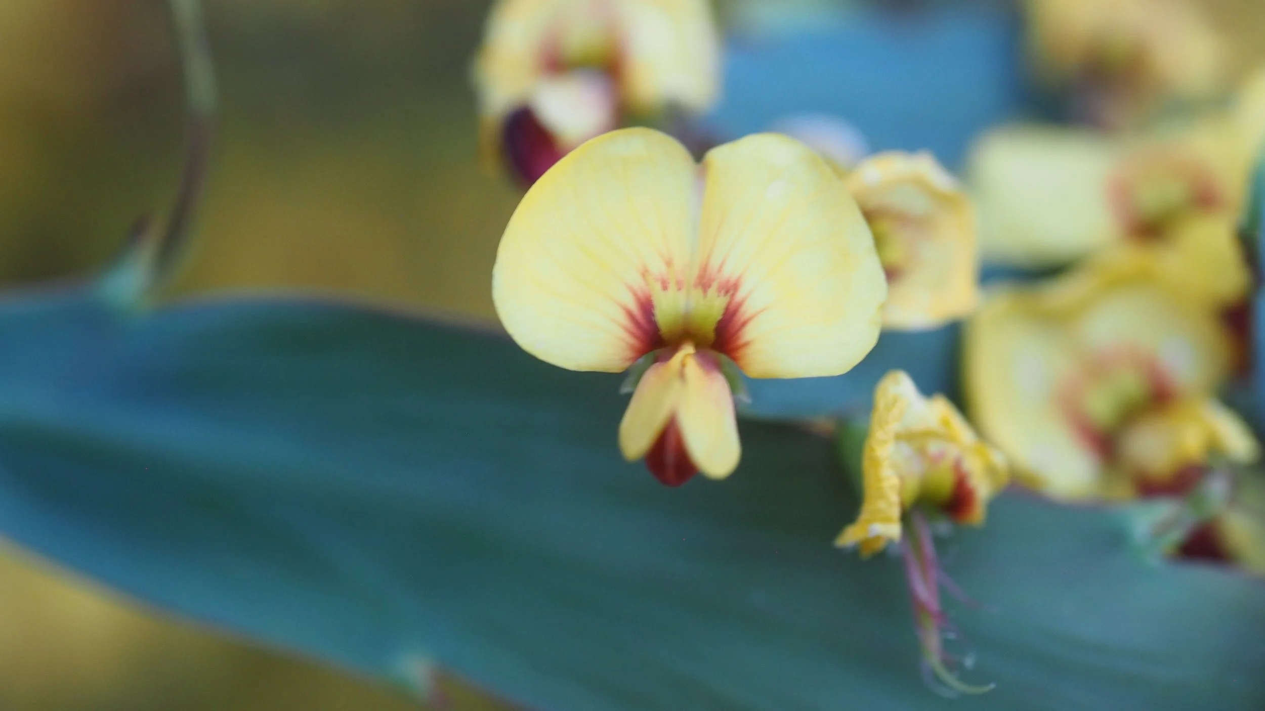Bossiaea fragrans flower_CDoyle (2).JPG
