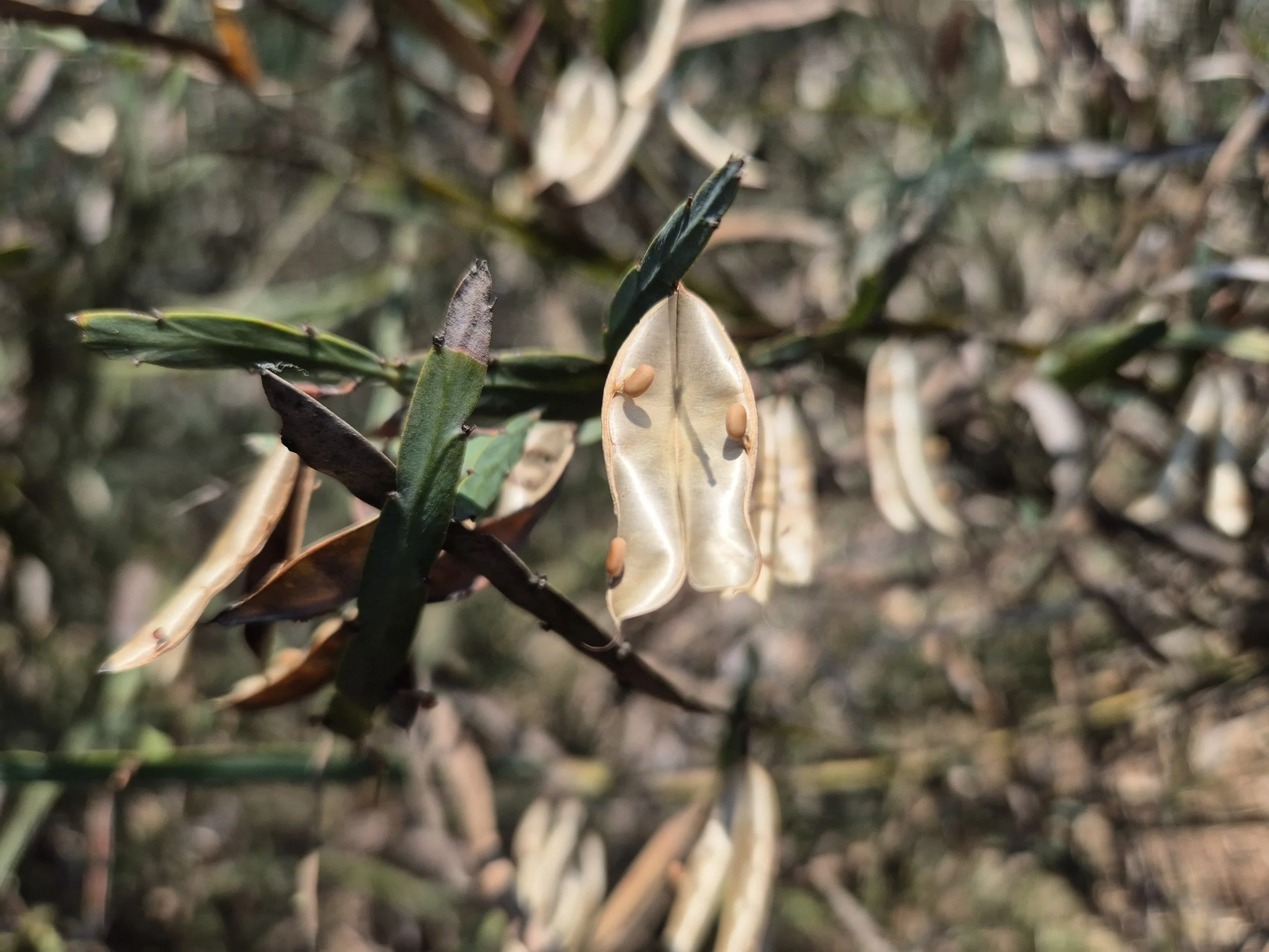 Bossiaea fragrans seeds pods_CDoyle_20241221_103251.jpg