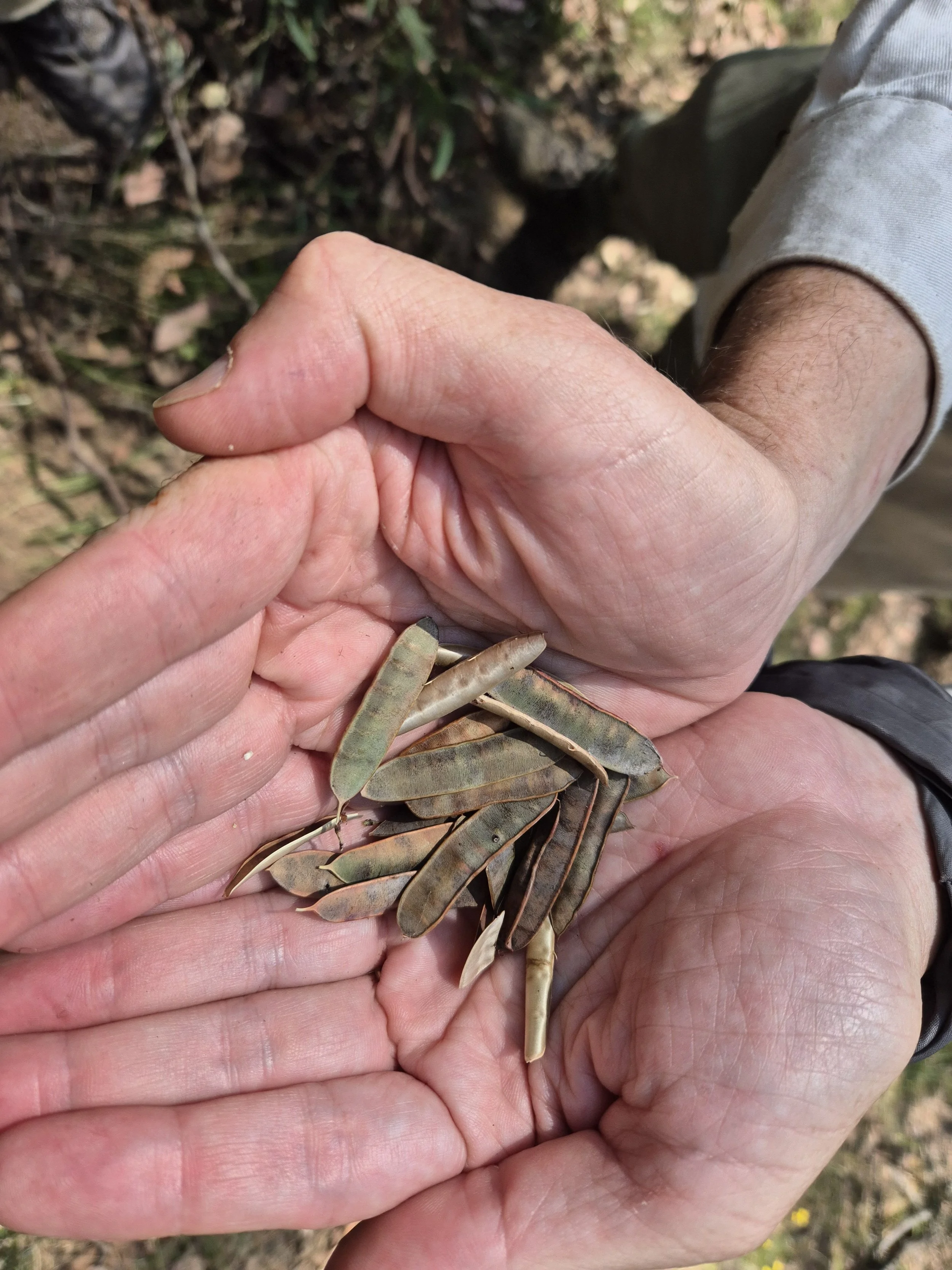 Bossiaea fragrans seeds pods_CDoyle_20241221_102446.jpg